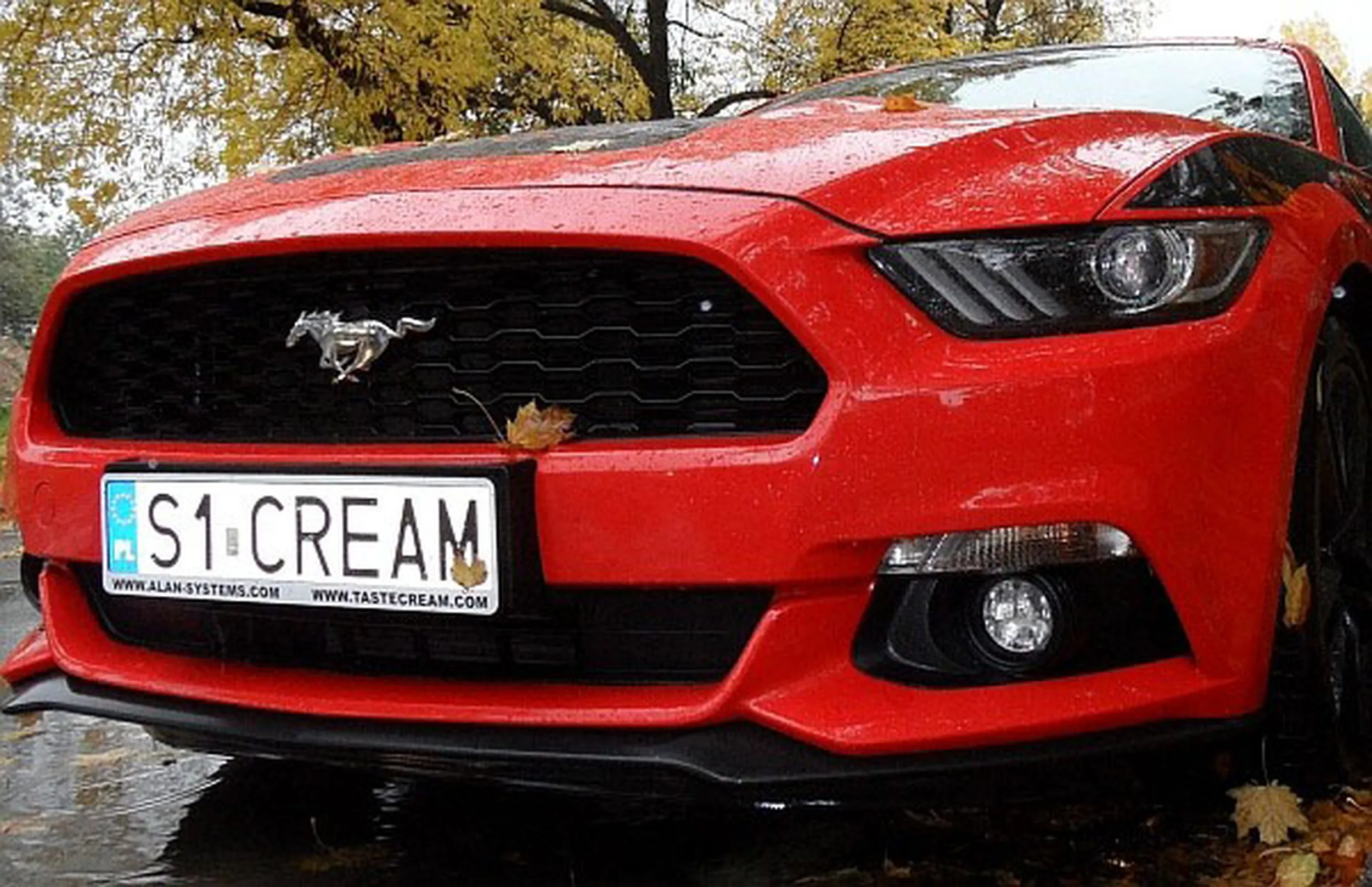 Fajny numer, blacha S1 CREAM