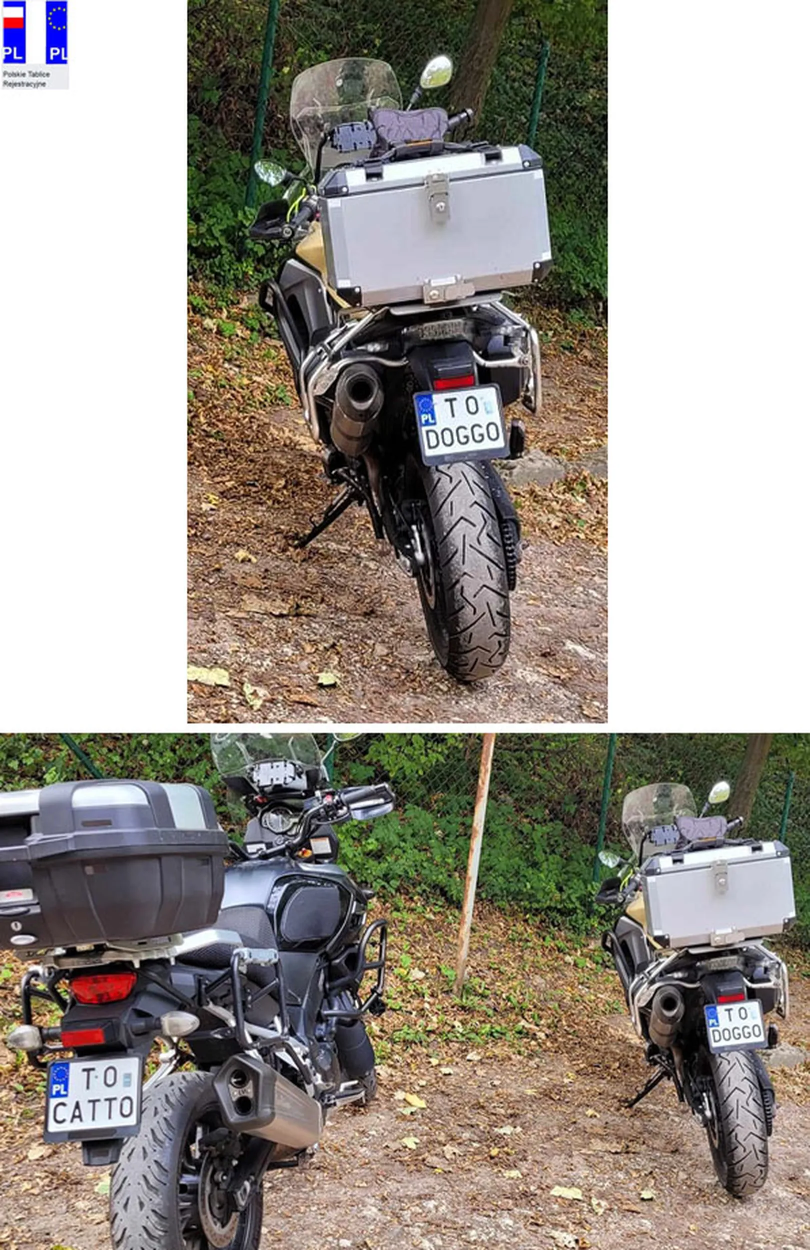 Fajny numer, blacha T0 DOGGO