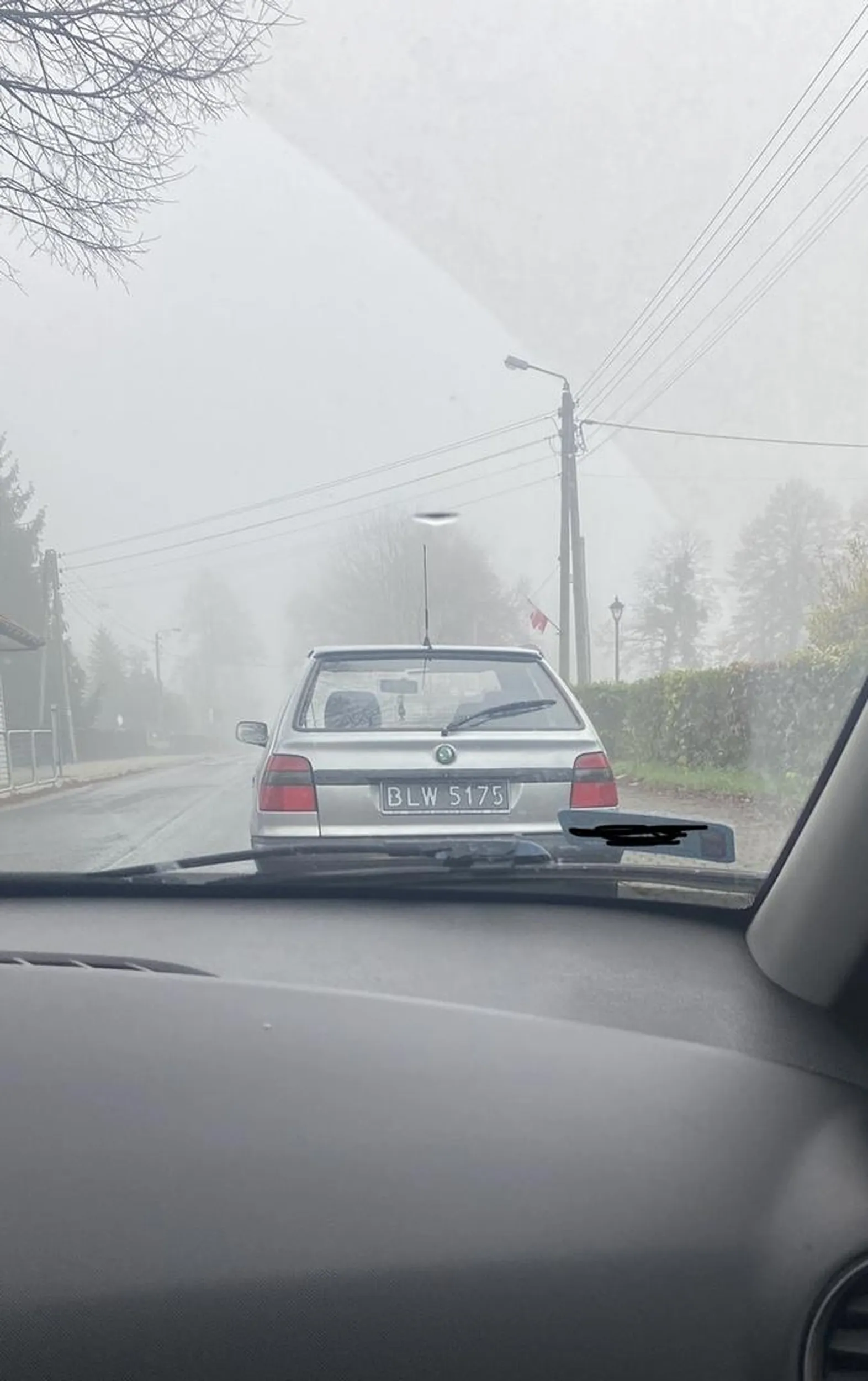 kutas staje na samym środku drogi i idzie zadowolony do przedszkola