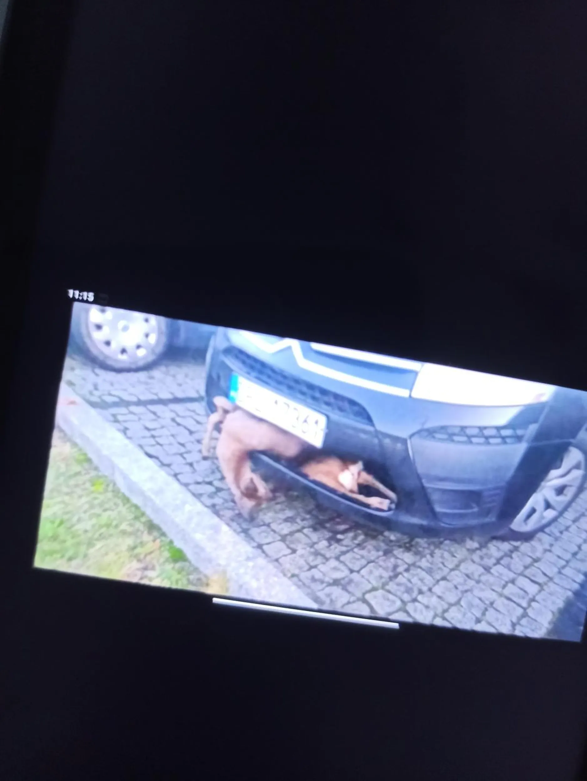 Ziomek sarnę masz w zderzaku