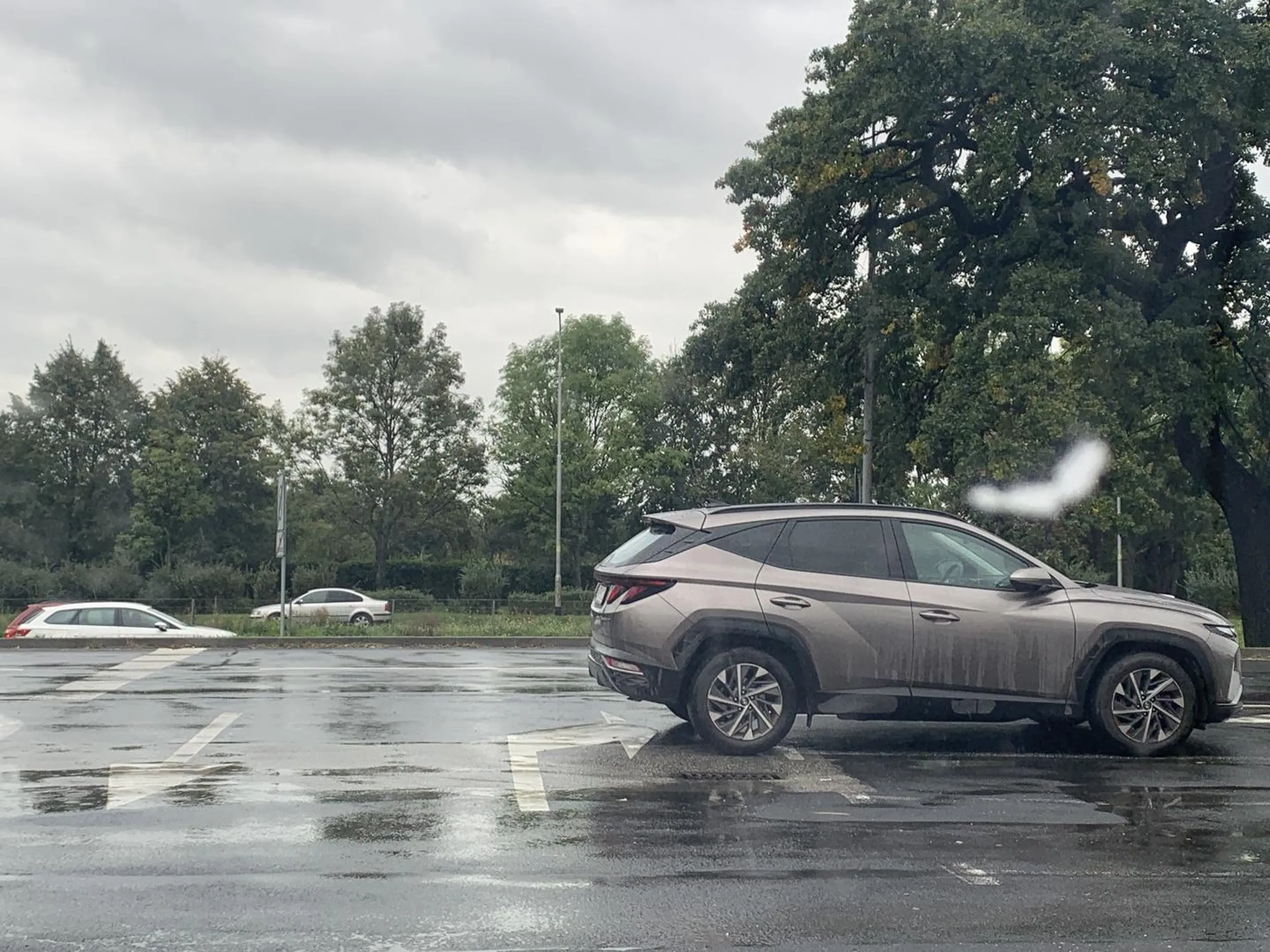 Krowa stanęła na środku parkingu.