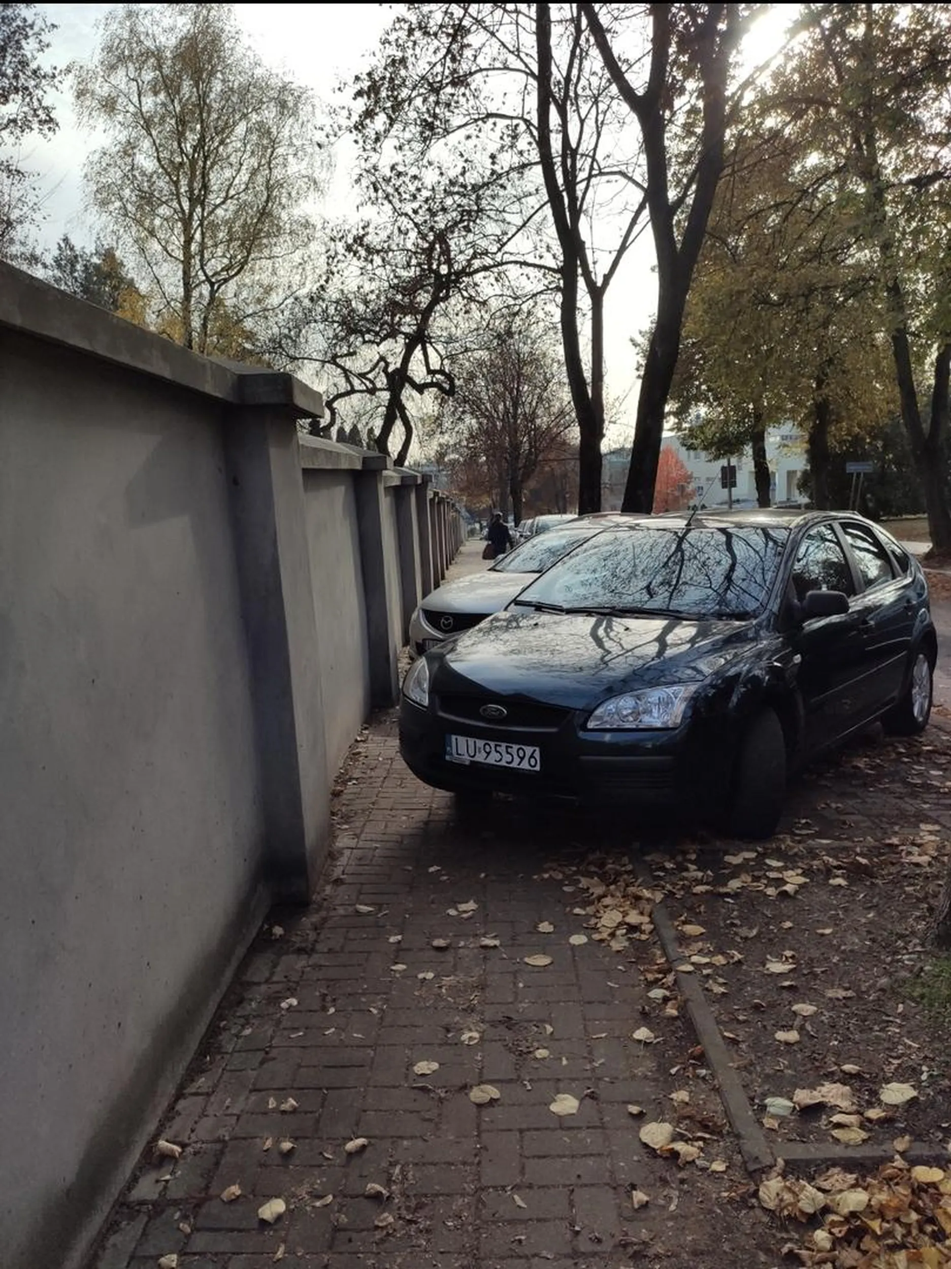 Małomądry parkowacz chodnikowy.