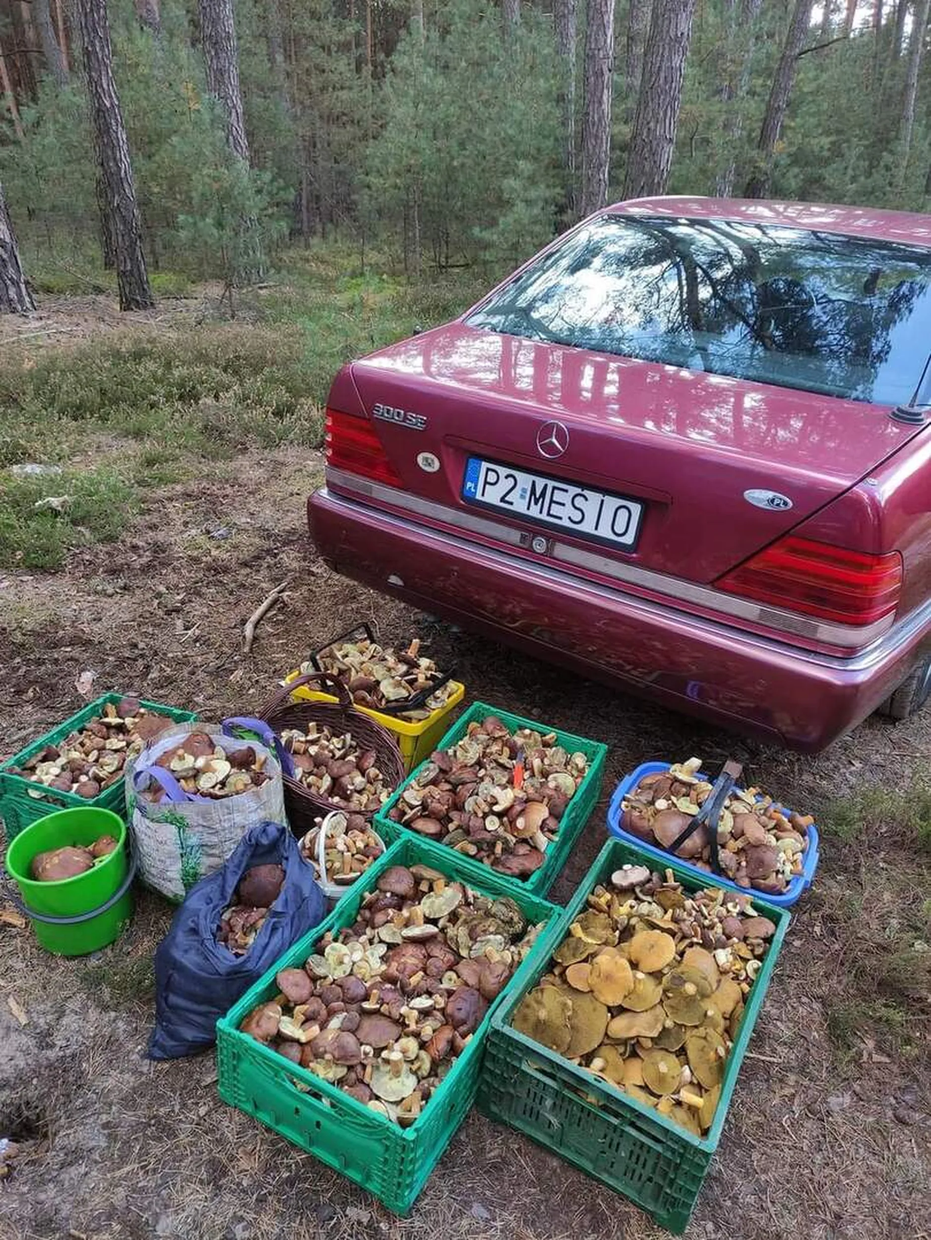 Wszystkie grzyby zebrał z lasu