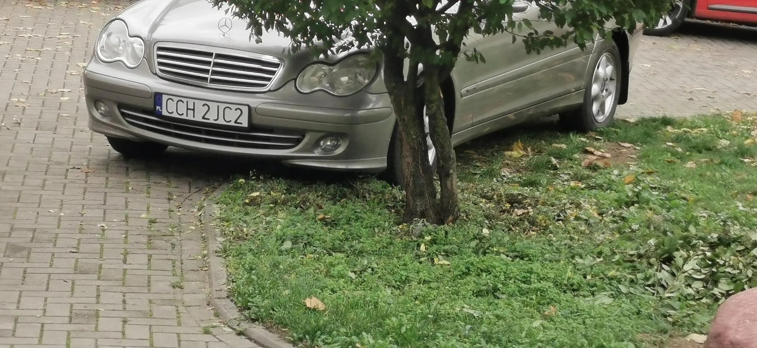 Poszanowanie zieleni głęboko w D. Ważne, że pod wejściem do bloku, blisko, bo się nie chce za daleko chodzić. W dodatku jazda pod zakaz B-2, bo przecież jest bliżej...