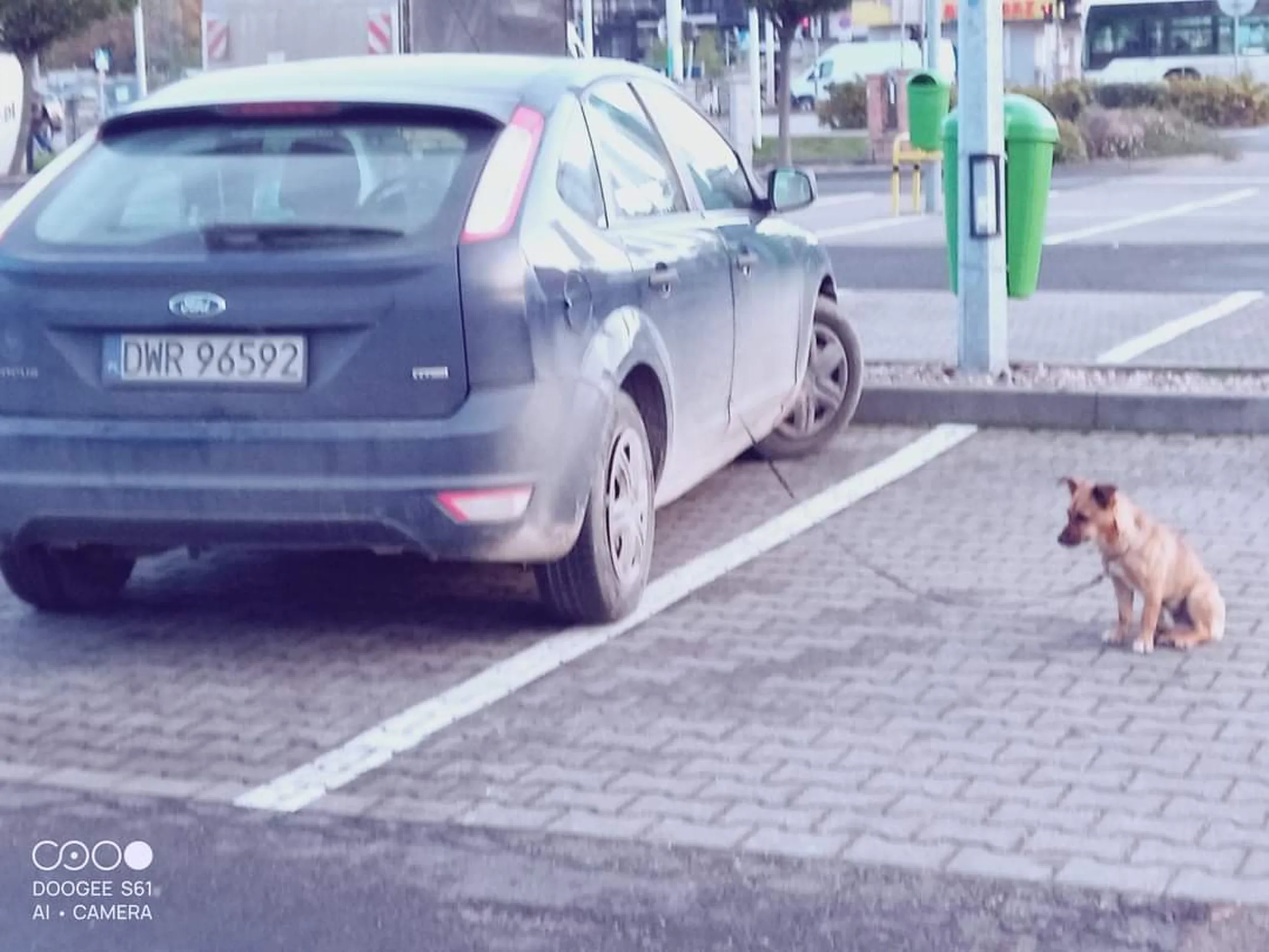 Wrocław, Leroy Merlin, Krakowska. Kto cię wyhodował?