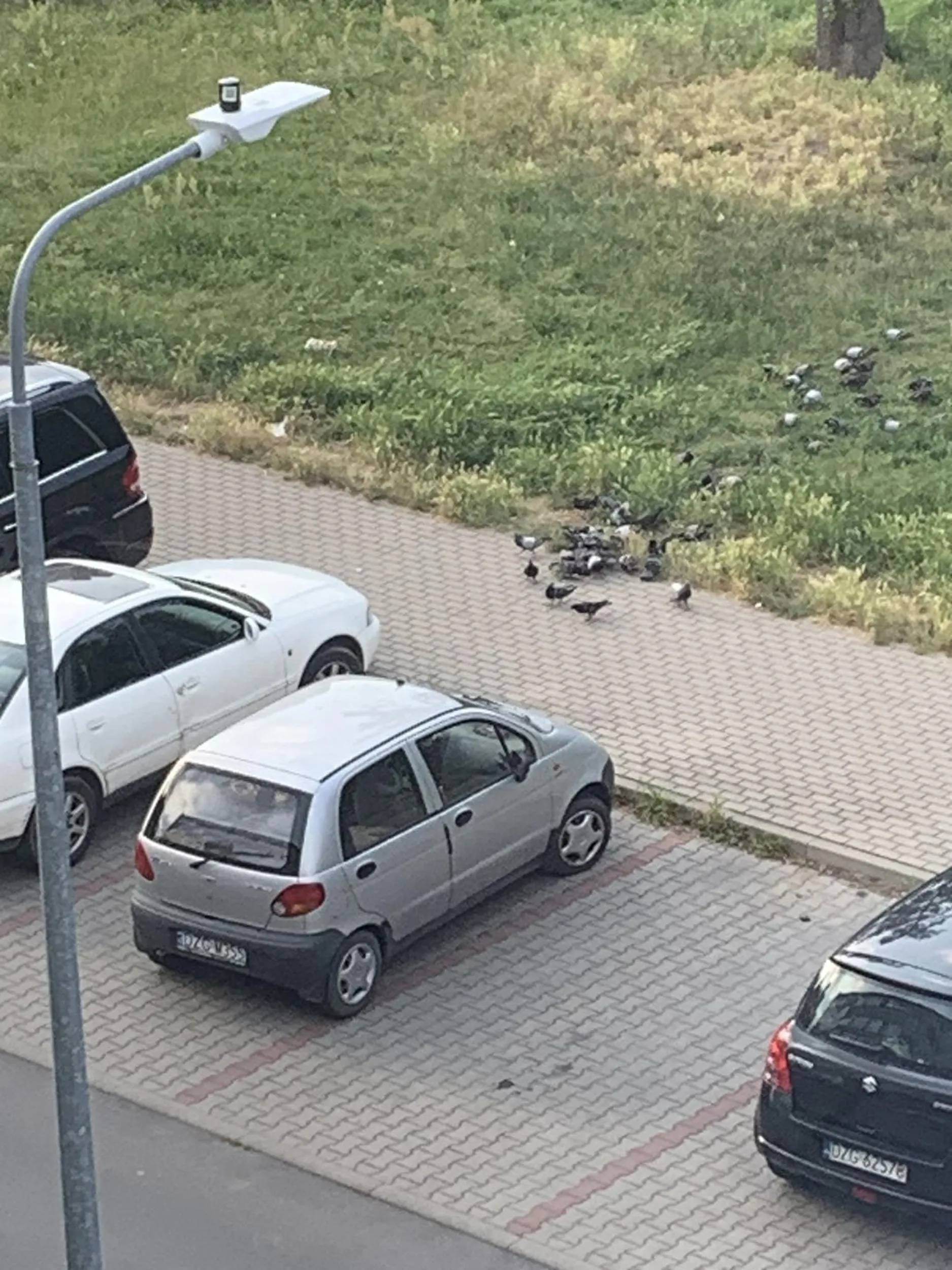 Stary cap dokarmia notorycznie gołębie mimo zakazów !Doprowadził do porysowania samochodu