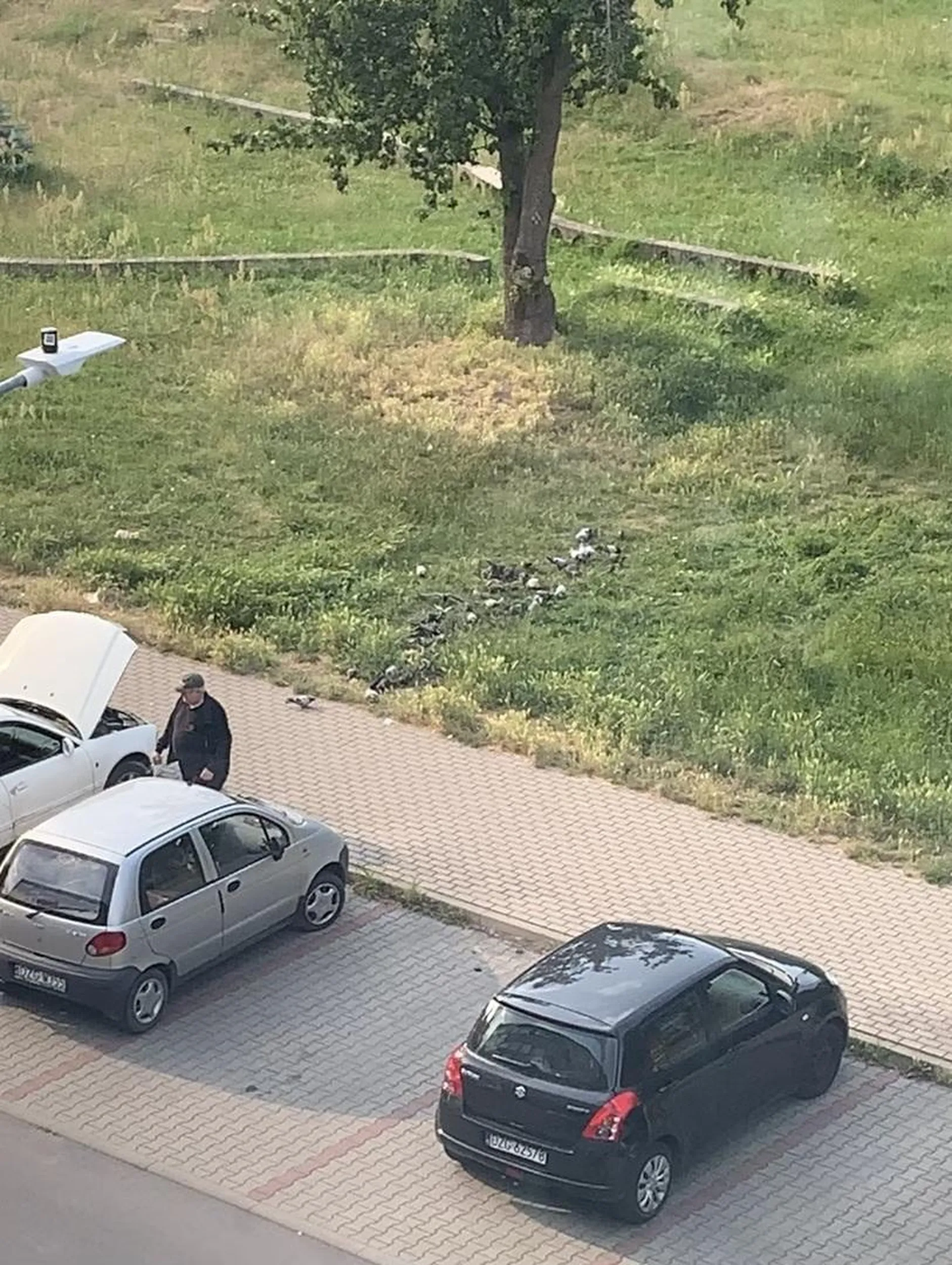 Stary cap dokarmia notorycznie gołębie mimo zakazów !Doprowadził do porysowania samochodu