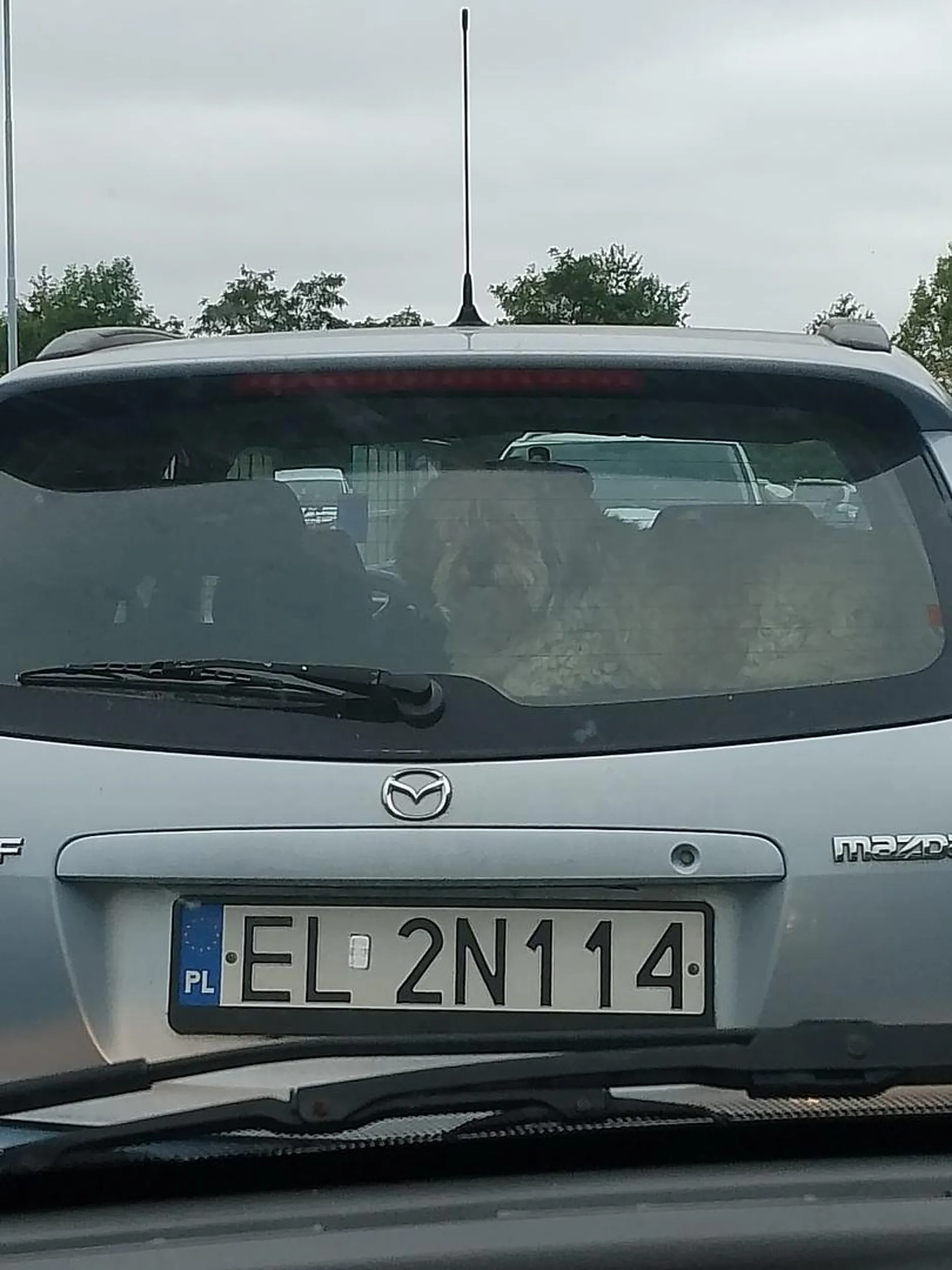 Zostawił/ła psa w aucie i poszła/poszedł na zakupy.