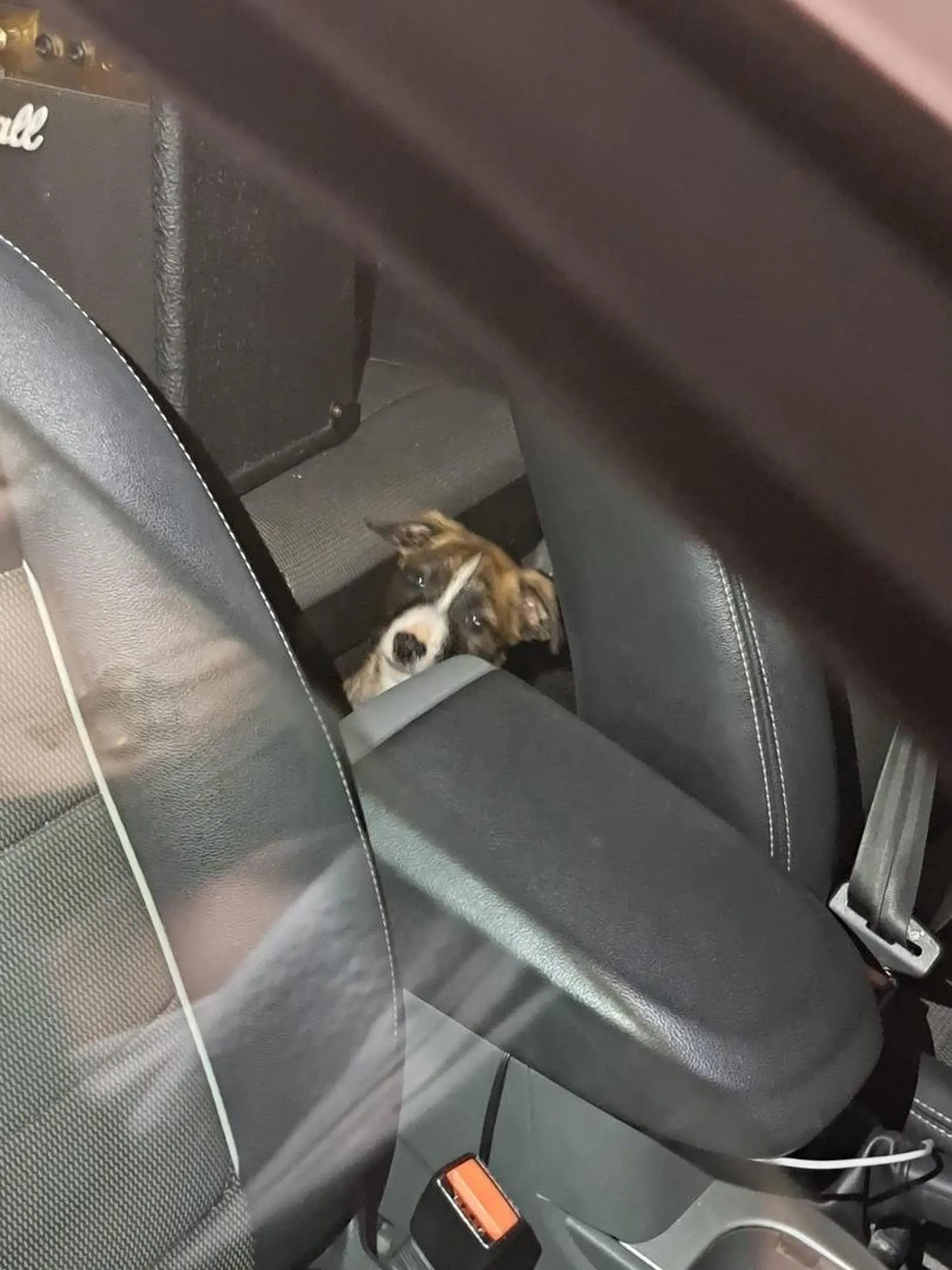 Zamknięcie psa w samochodzie.