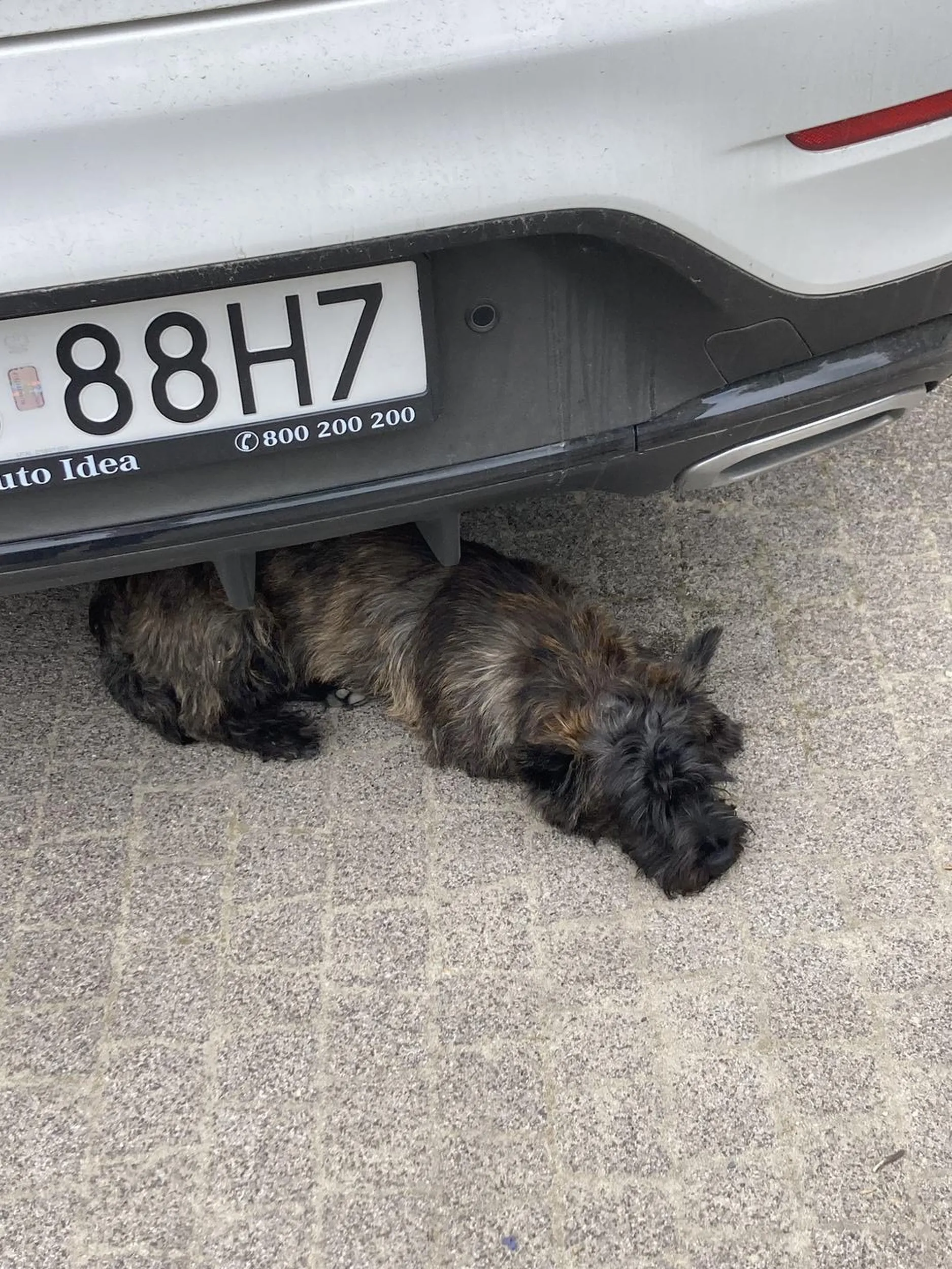 Ta wariatka za kierownicą przejeżdża psy