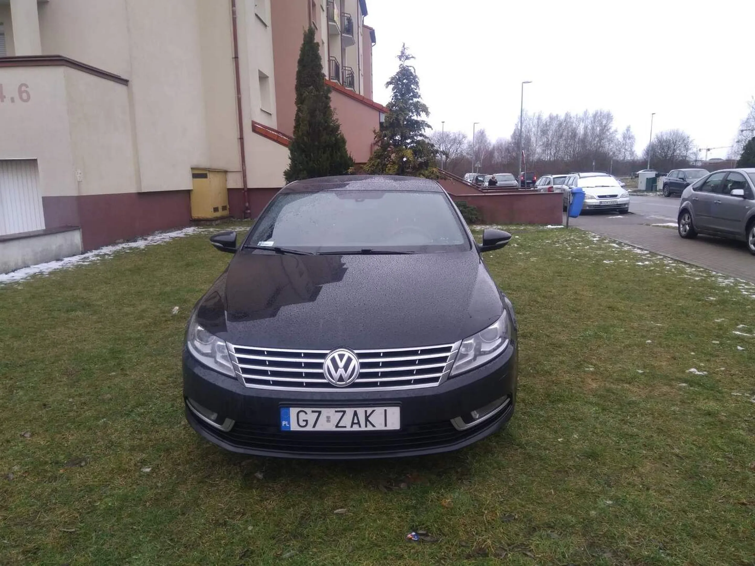 O to on. Łosiu Zaki pasie się na trawniku.