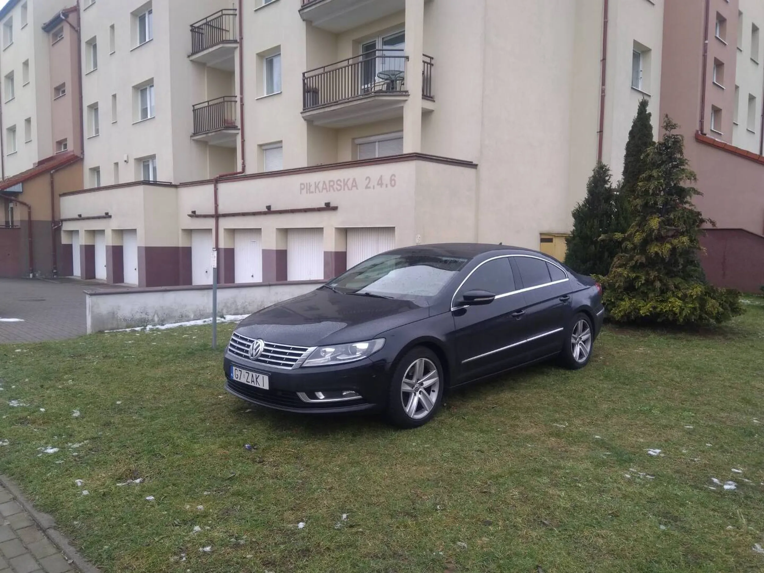 O to on. Łosiu Zaki pasie się na trawniku.