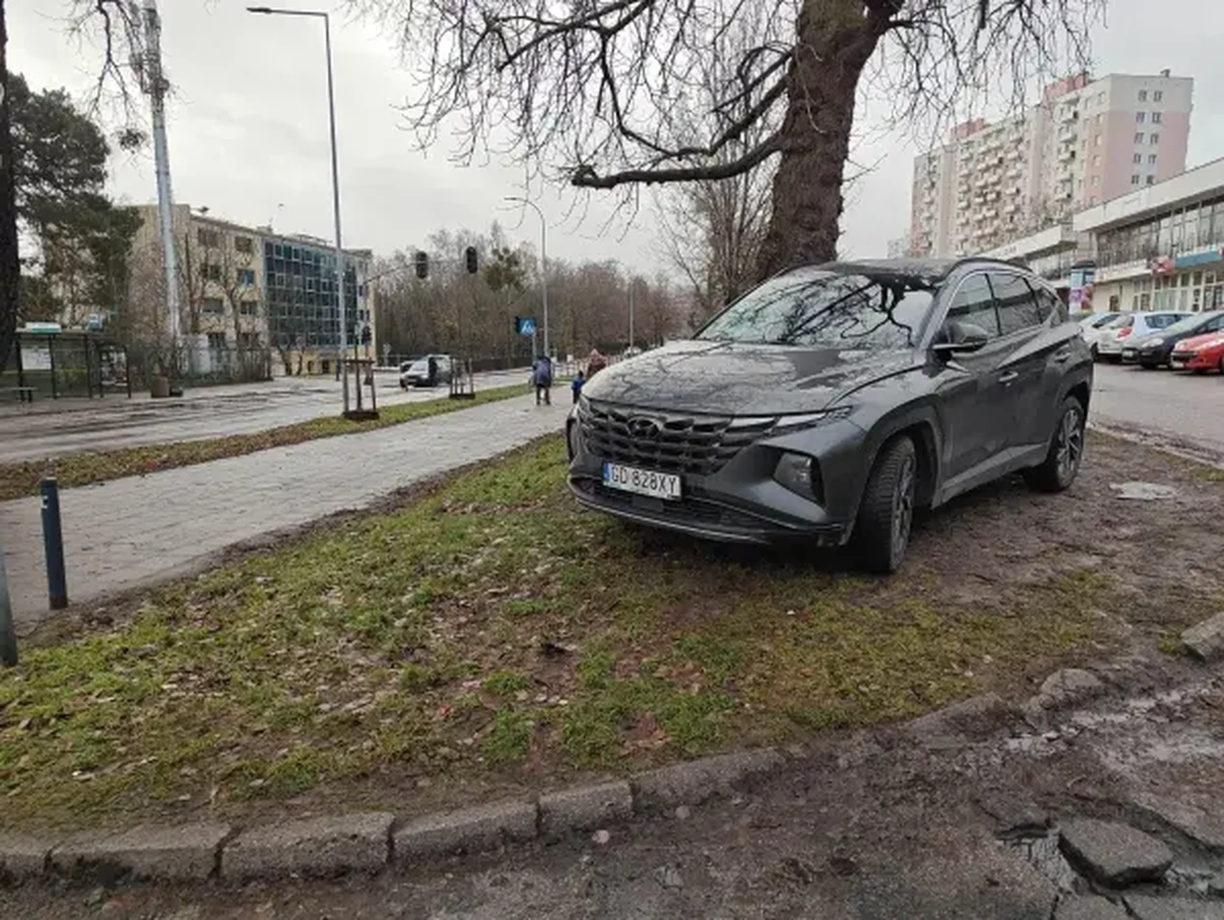 Stały bywalec gdańskich zieleńców