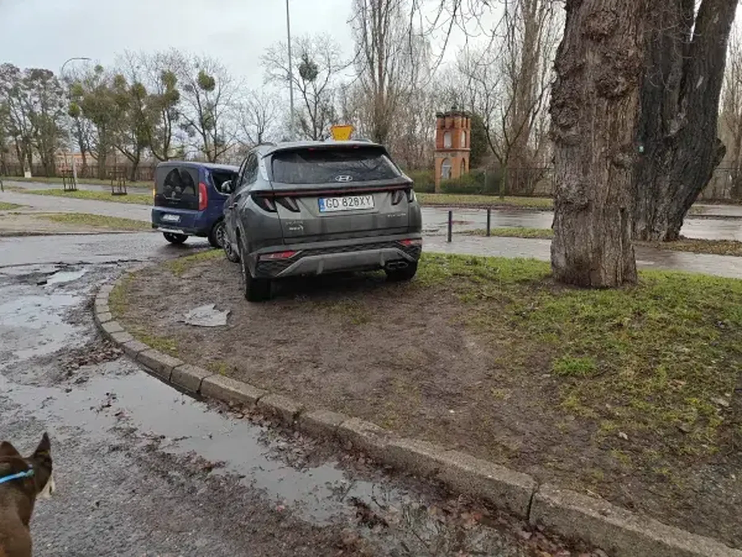 Stały bywalec gdańskich zieleńców