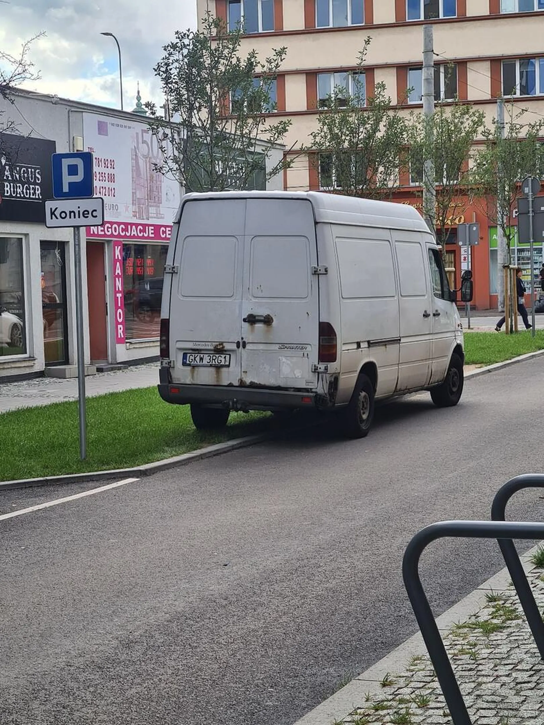 Kociewski burak na gdyńskim trawniku