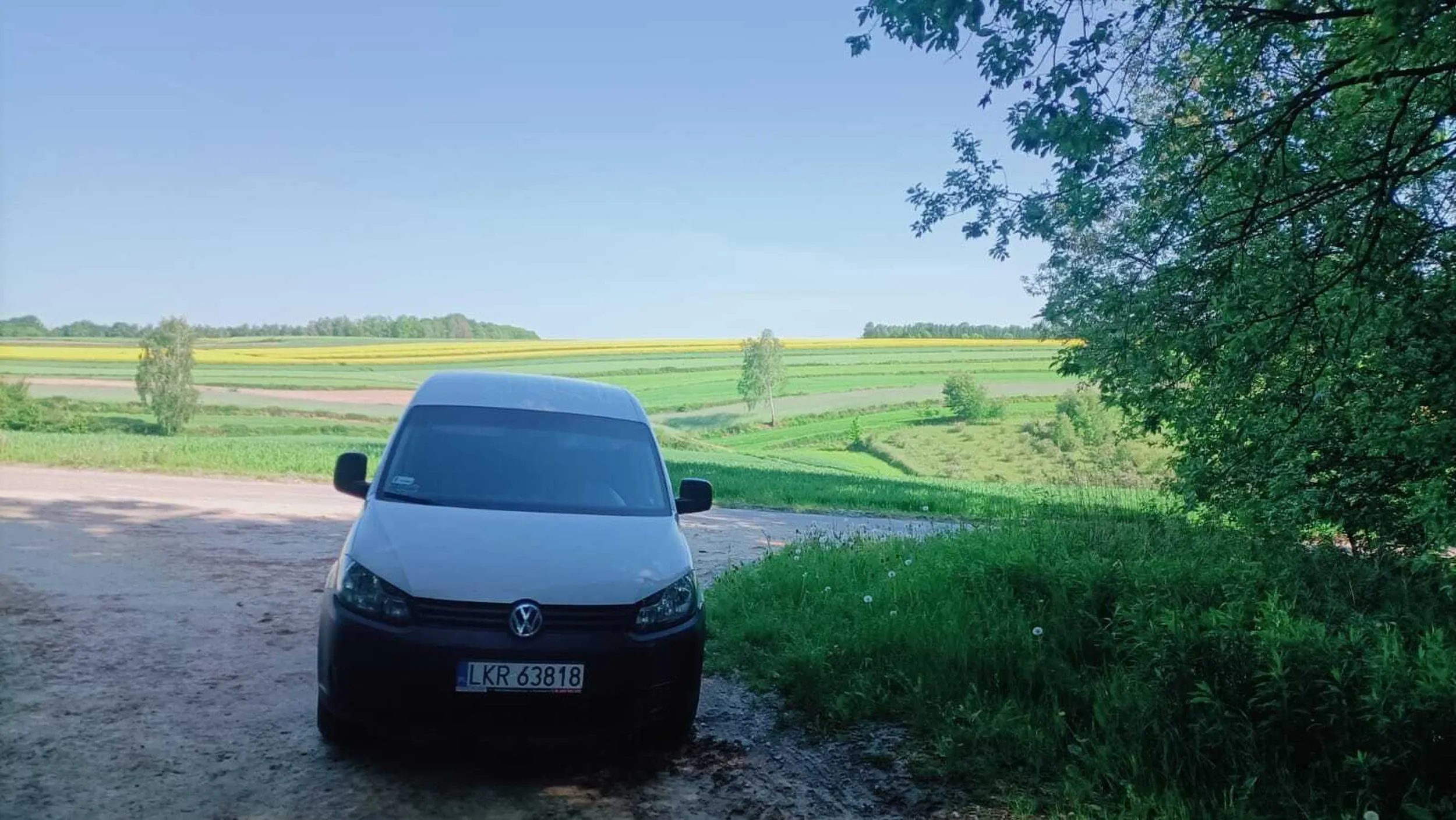 Kierowca jeździ przy lesie i poluje na dziki w  kukurydzy