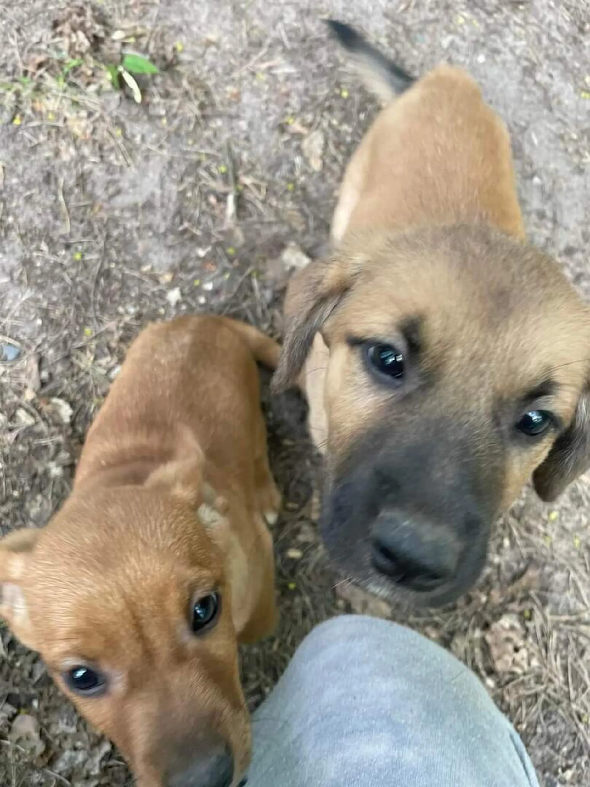 Z auta o tych numerach zostały wyrzucone dwa szczeniaki. Barczewko