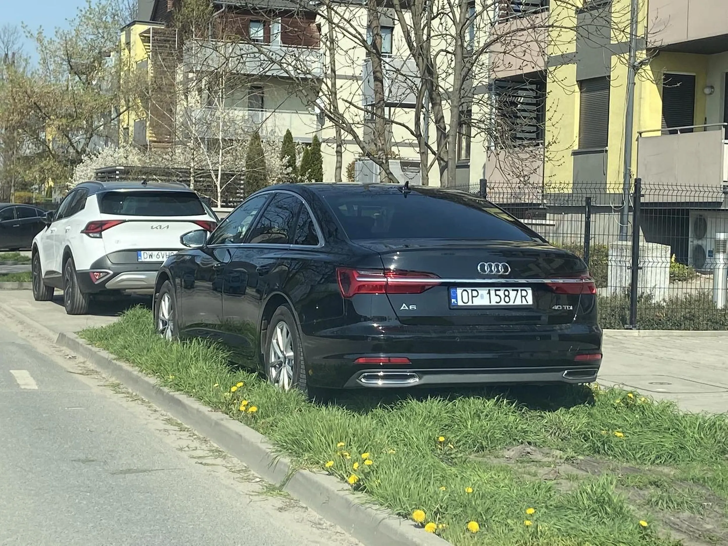 A we Wrocławiu na Łubinowej takie kwiatki kwitną na trawnikach.