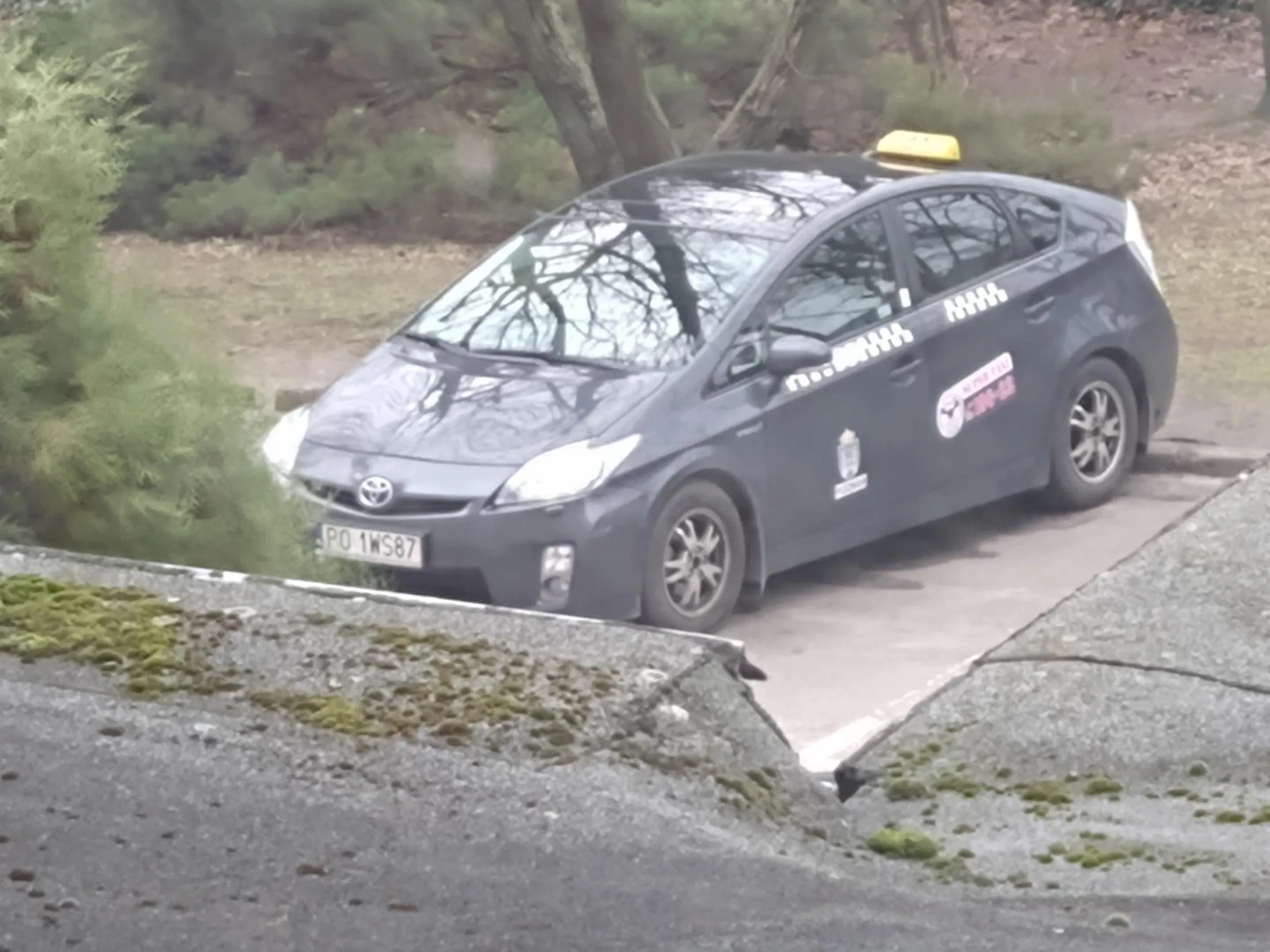 Taksówkarz sika pod drzewo na osiedlu tysiąclecia.