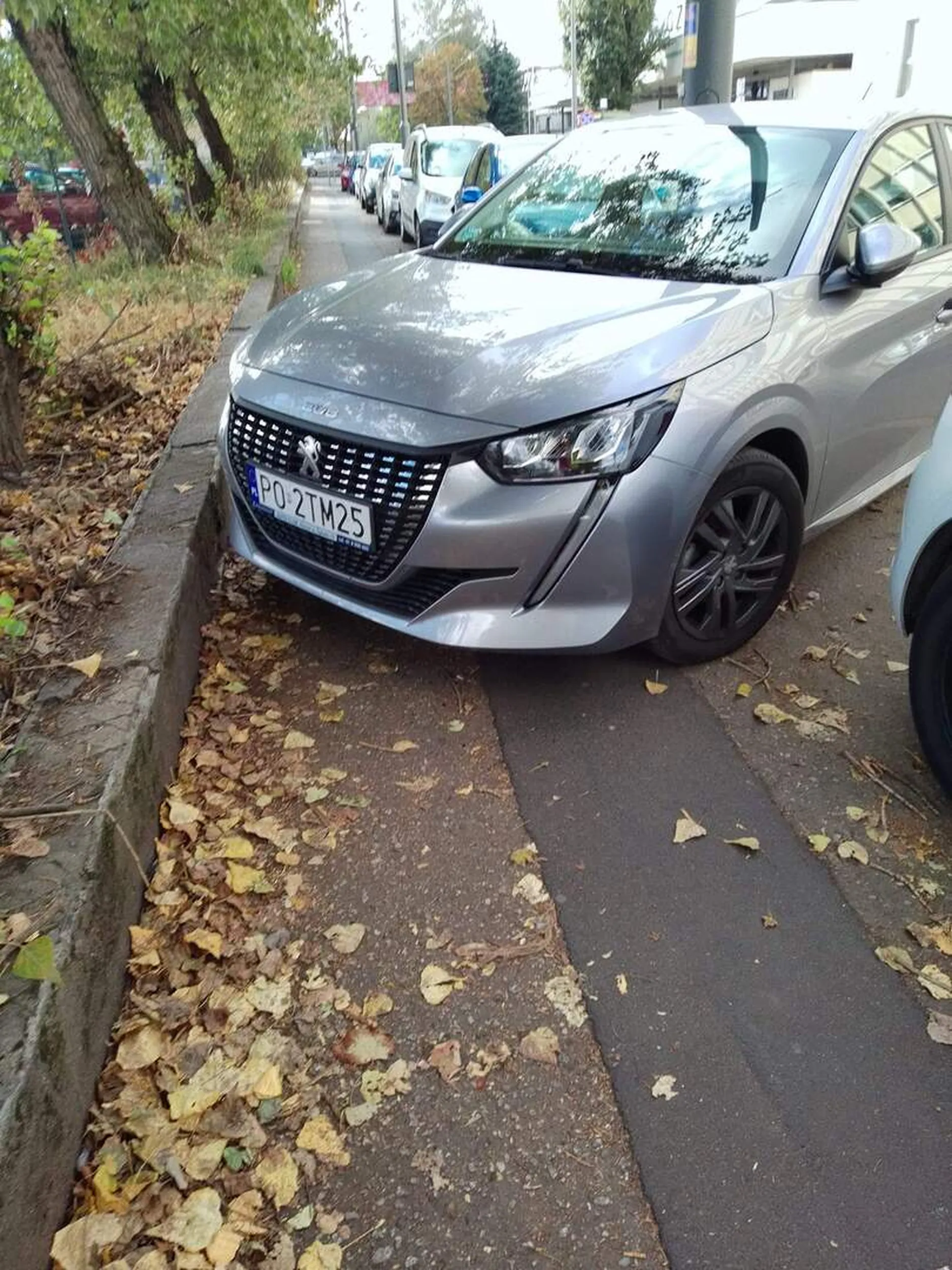 Cham i prostak w akcji