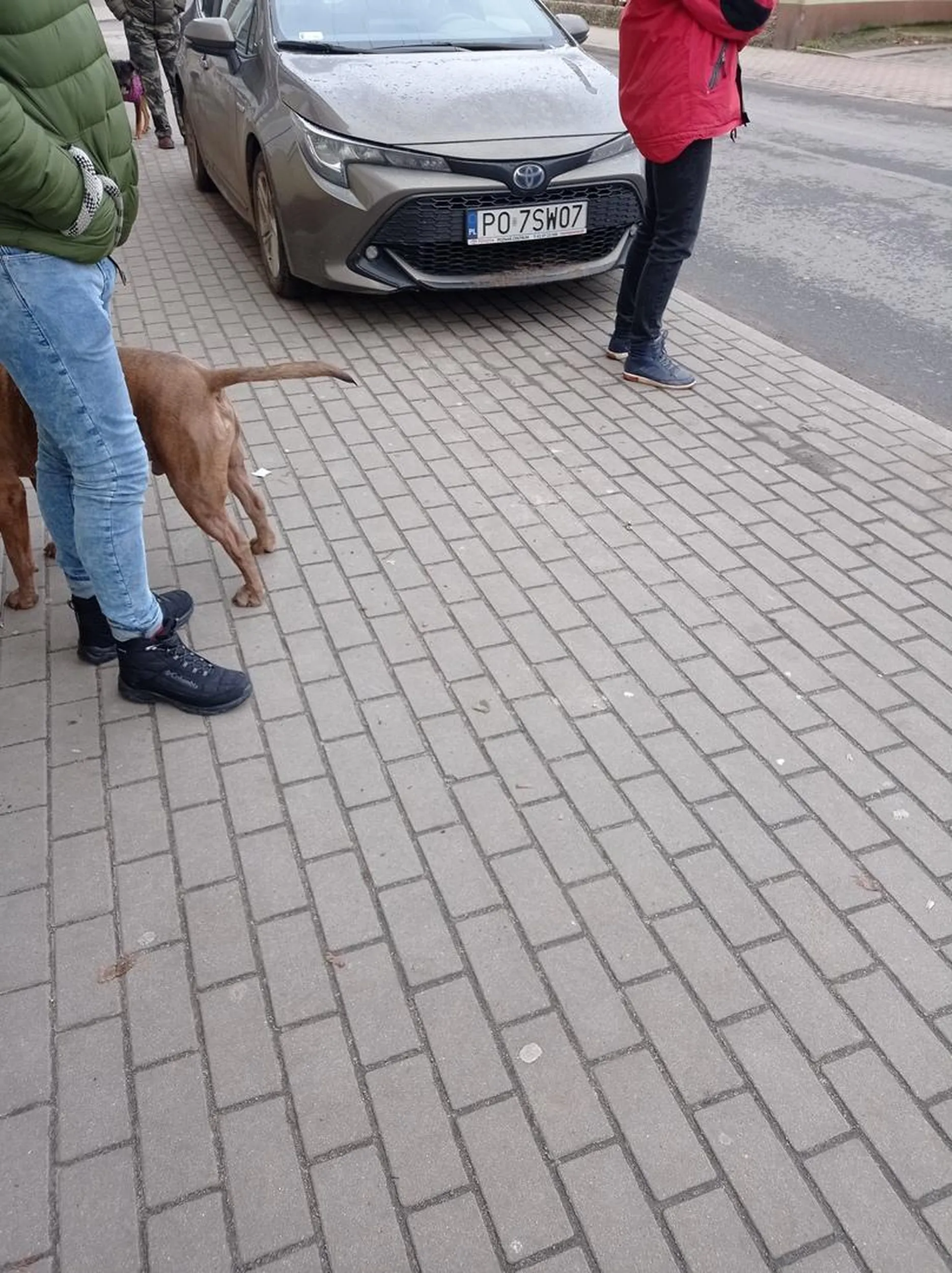 Pani niestety nie potrafi parkować i nie wie że na chodniku staje się jedynie jednym bokiem lub jedną osią auta. Idąc do weterynarza postanowiła stanąć przed samymi drzwiami całym autem na chodniku.