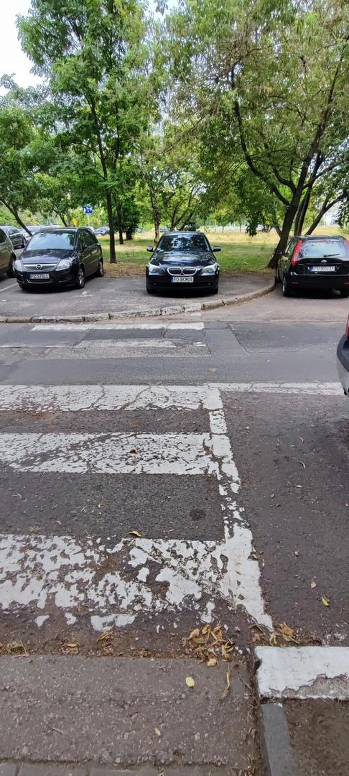 Osioł co nie potrafi zmieścić się na miejscu