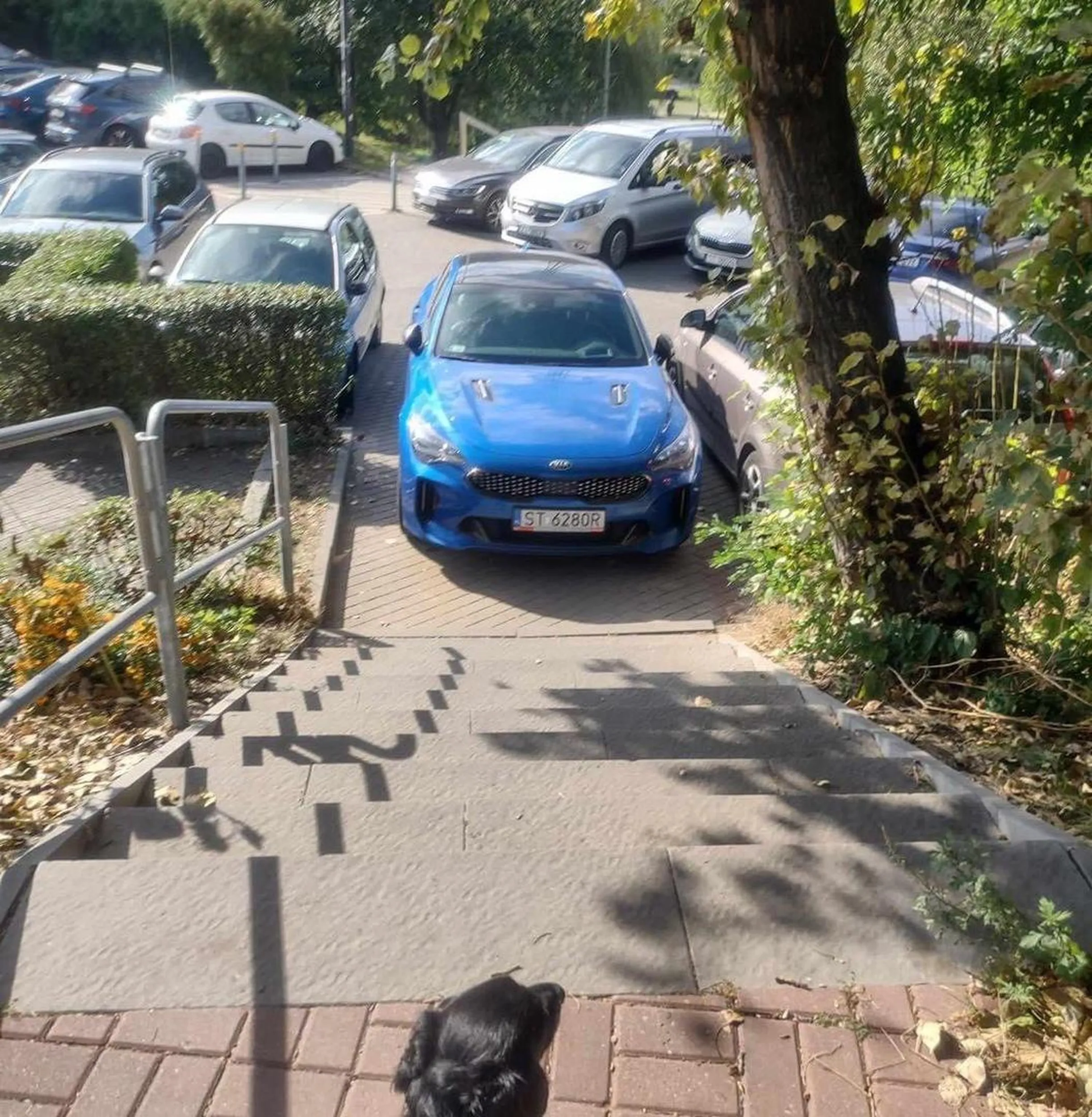 No oszalalem co za baran