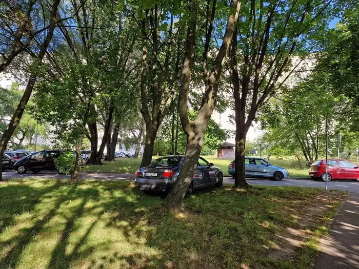 Burak i dupek parkujący na trawniku