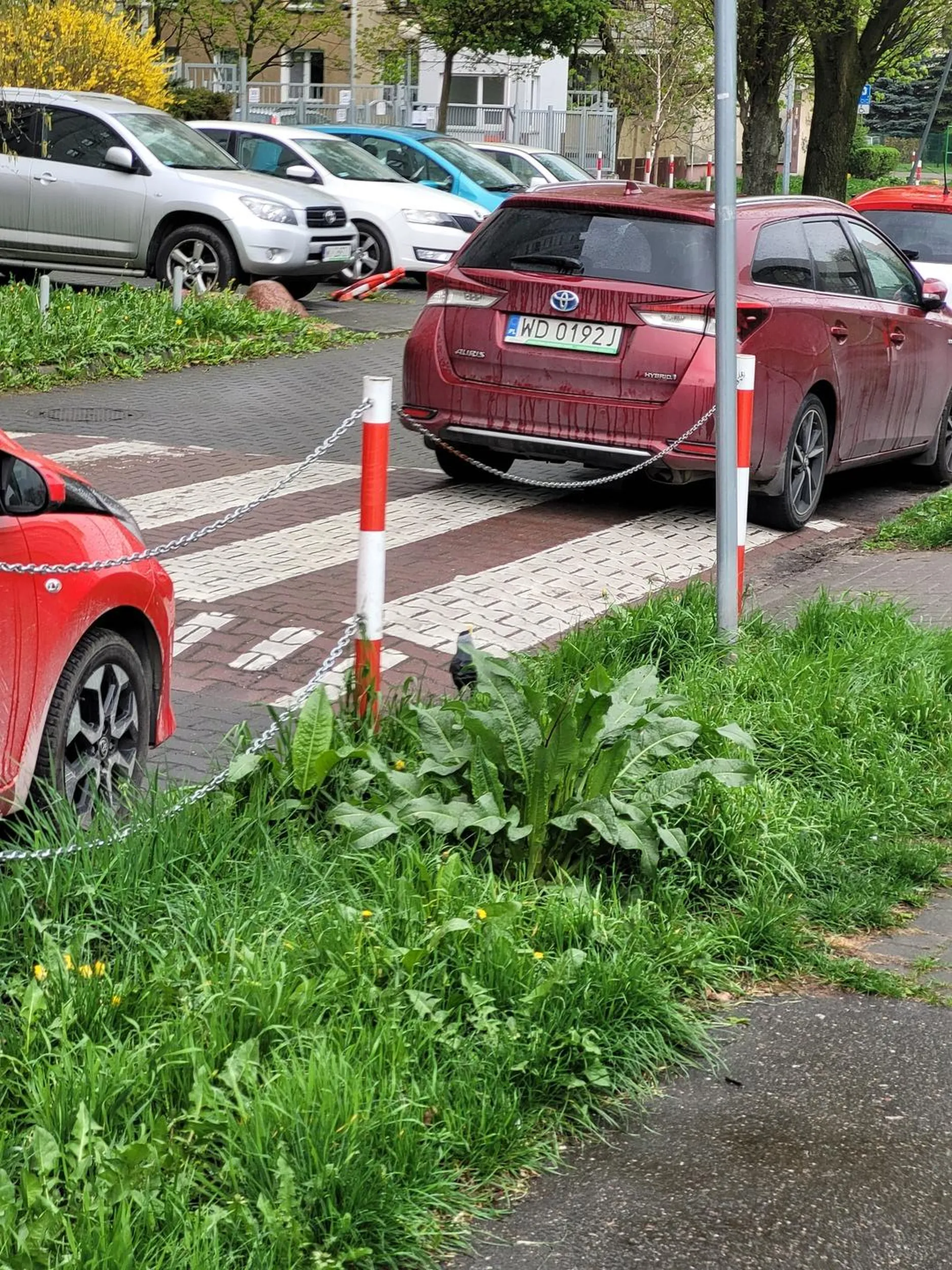 Spowalnia ruch szukając miejsca parkingowe. Finalnie parkuje na przejściu dla pieszych przy SZKOLE podstawowej. Gdzie myślenie?