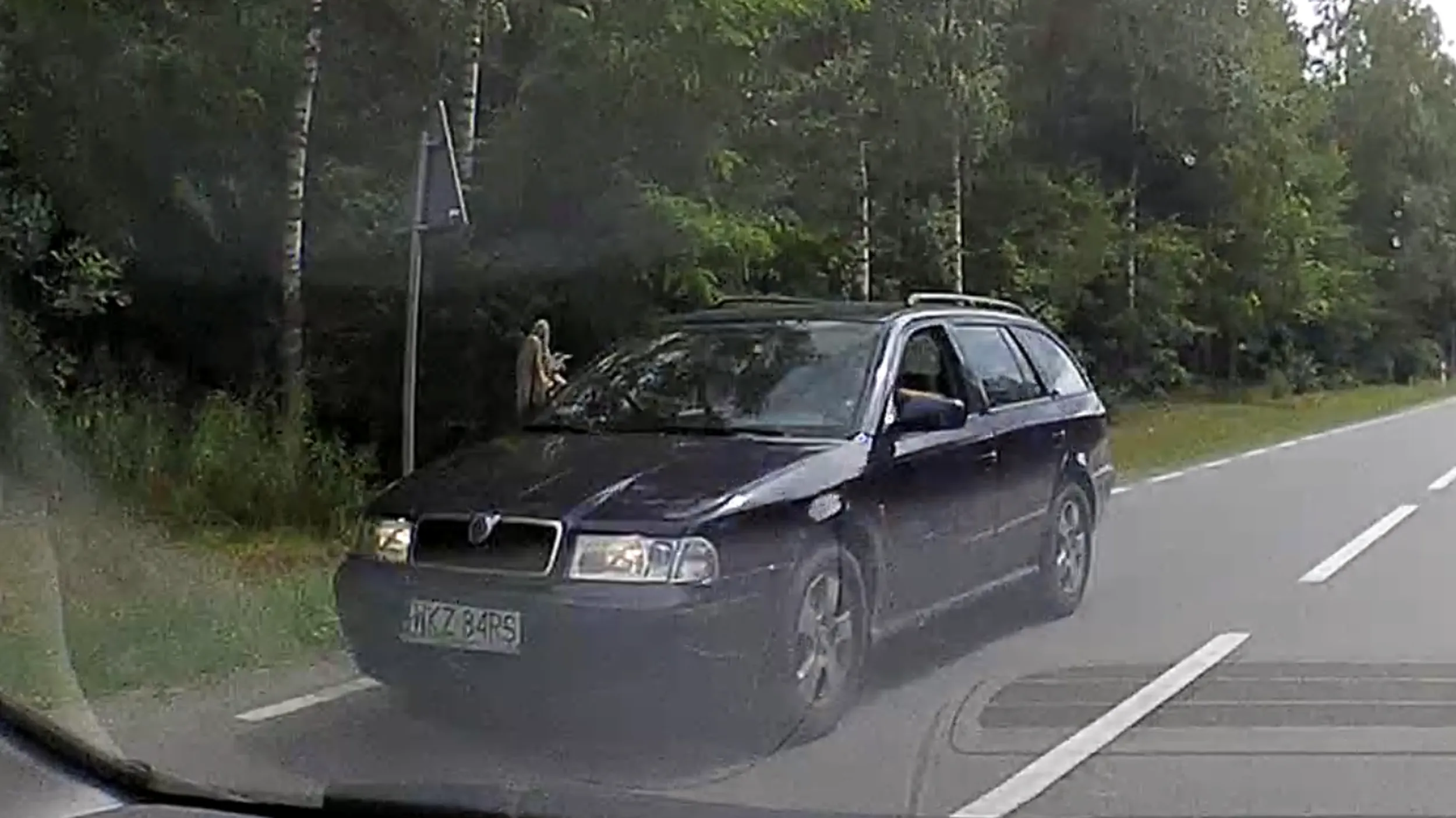 Augustów koło Pionek, pasażer może dla własnego bezpieczeństwa schowałby te nogi do auta i usiadł w pasach jak należy.