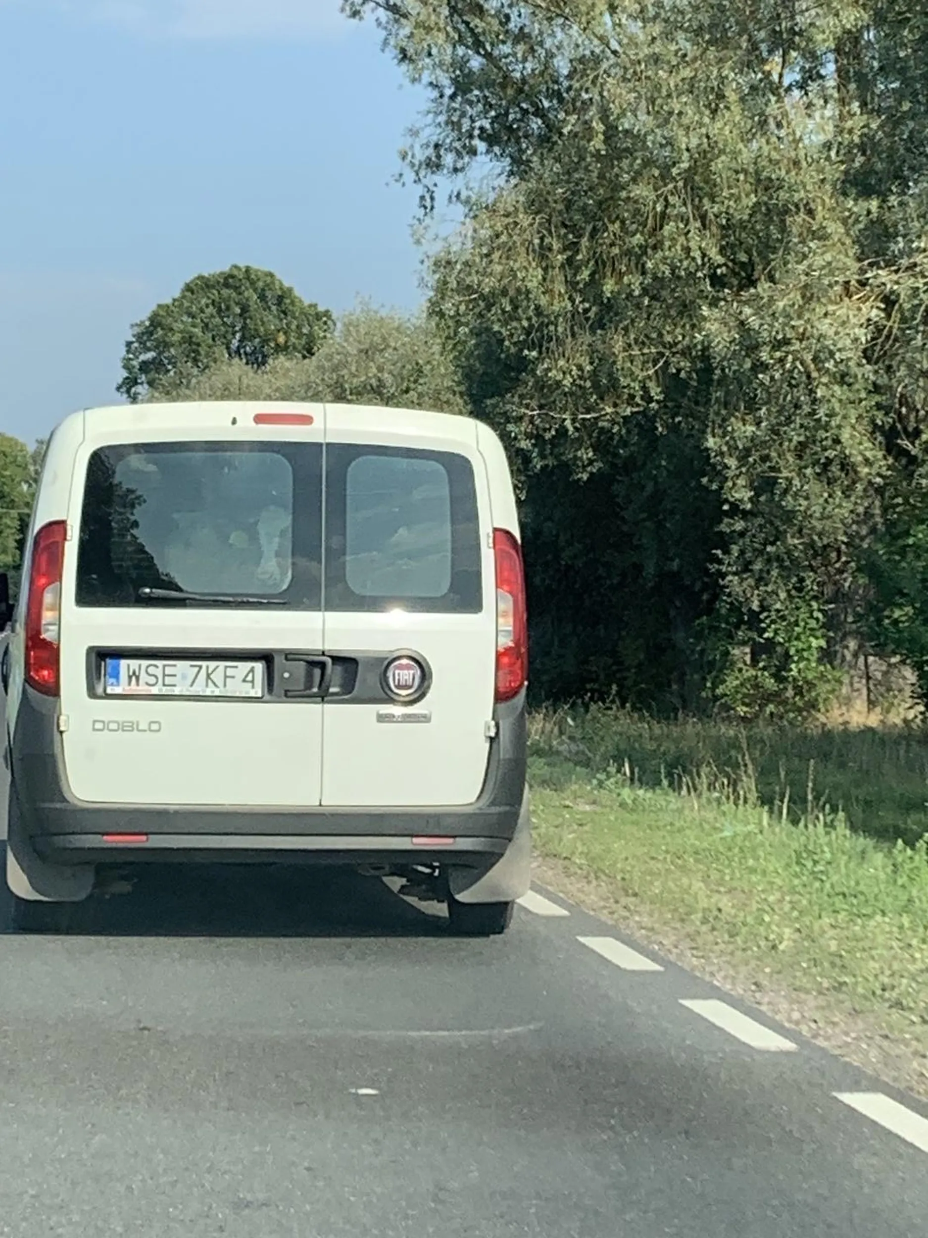 Pan w okolicy Mokrzk chyba nie do końca wie jak się przewozi zwierzęta hodowlane.