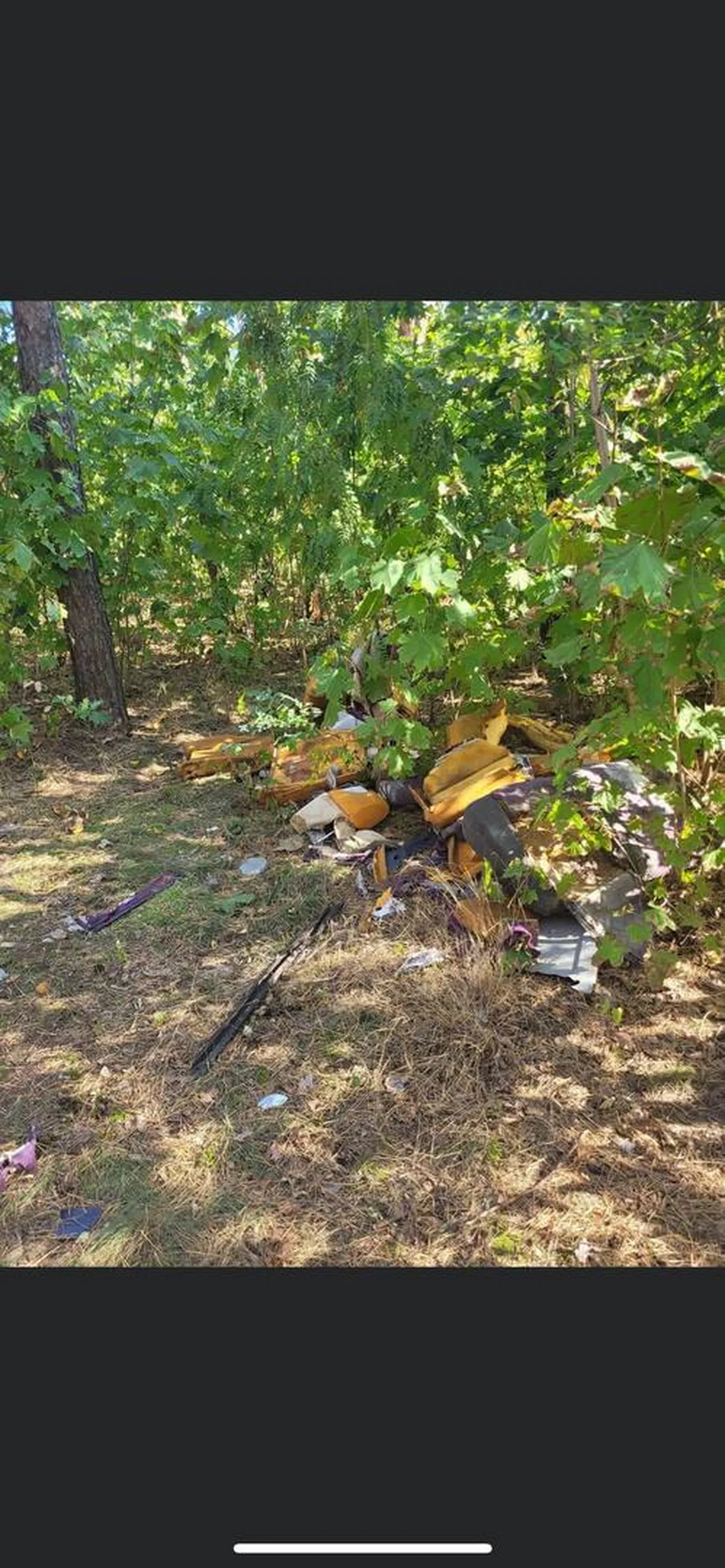 biorą grzyby w lasach?