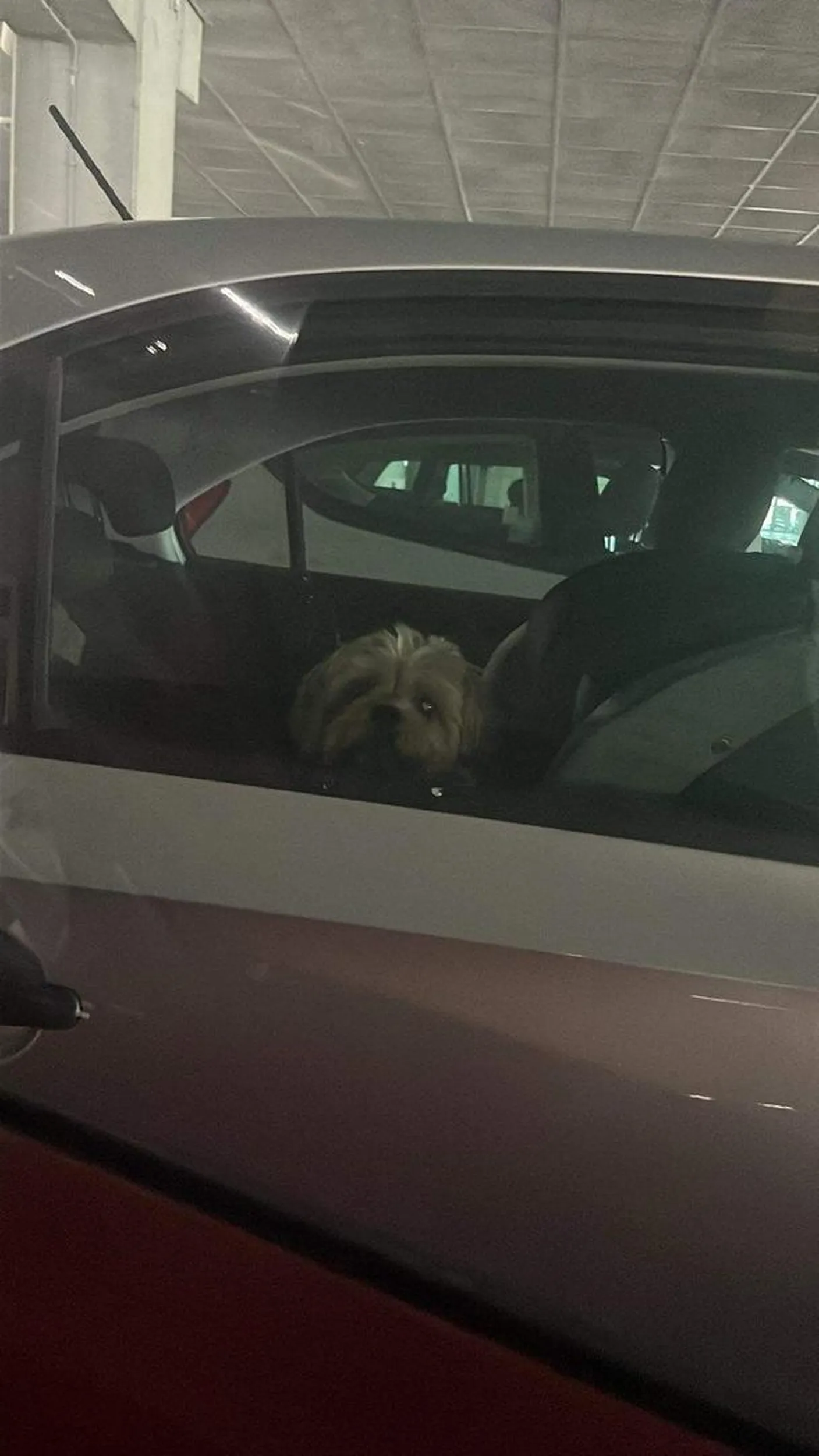 Zostawić psa w samochodzie i iść sobie na zakupy do ikei przy duchocie w czerwcu? Życzę żeby ciebie też tak zamknęli