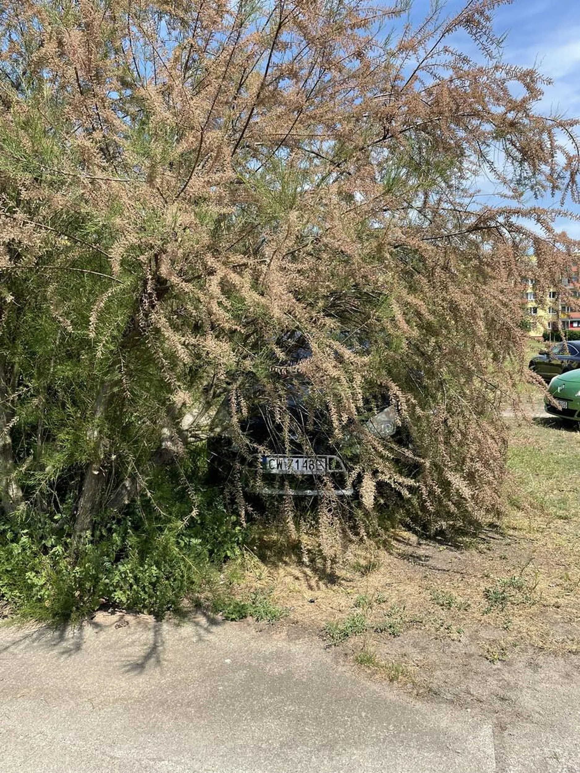 Po trawniku... prosto w krzaki... a czemu nie... Ręce opadają.