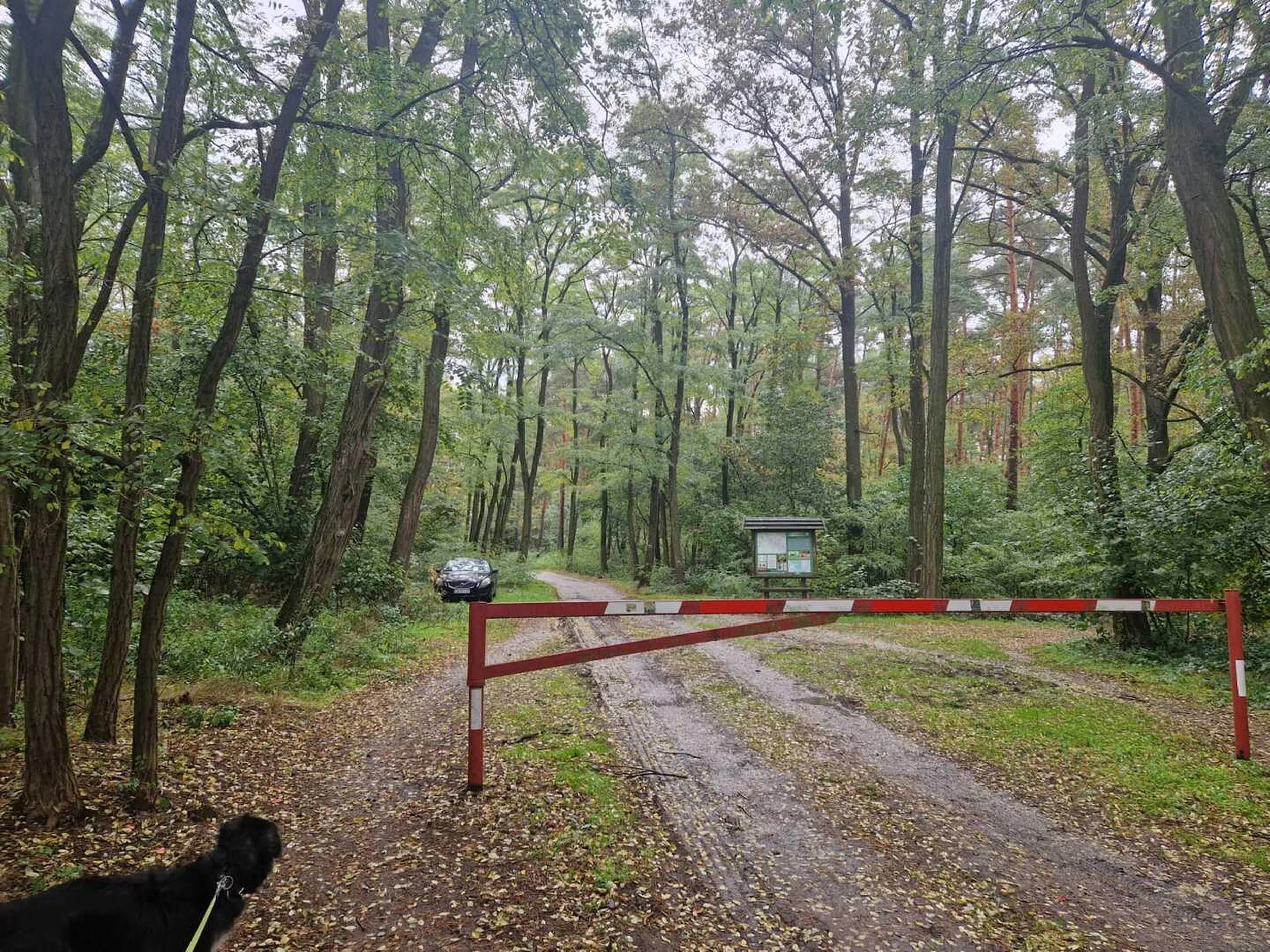 mistrz parkowania "grzybiarz"