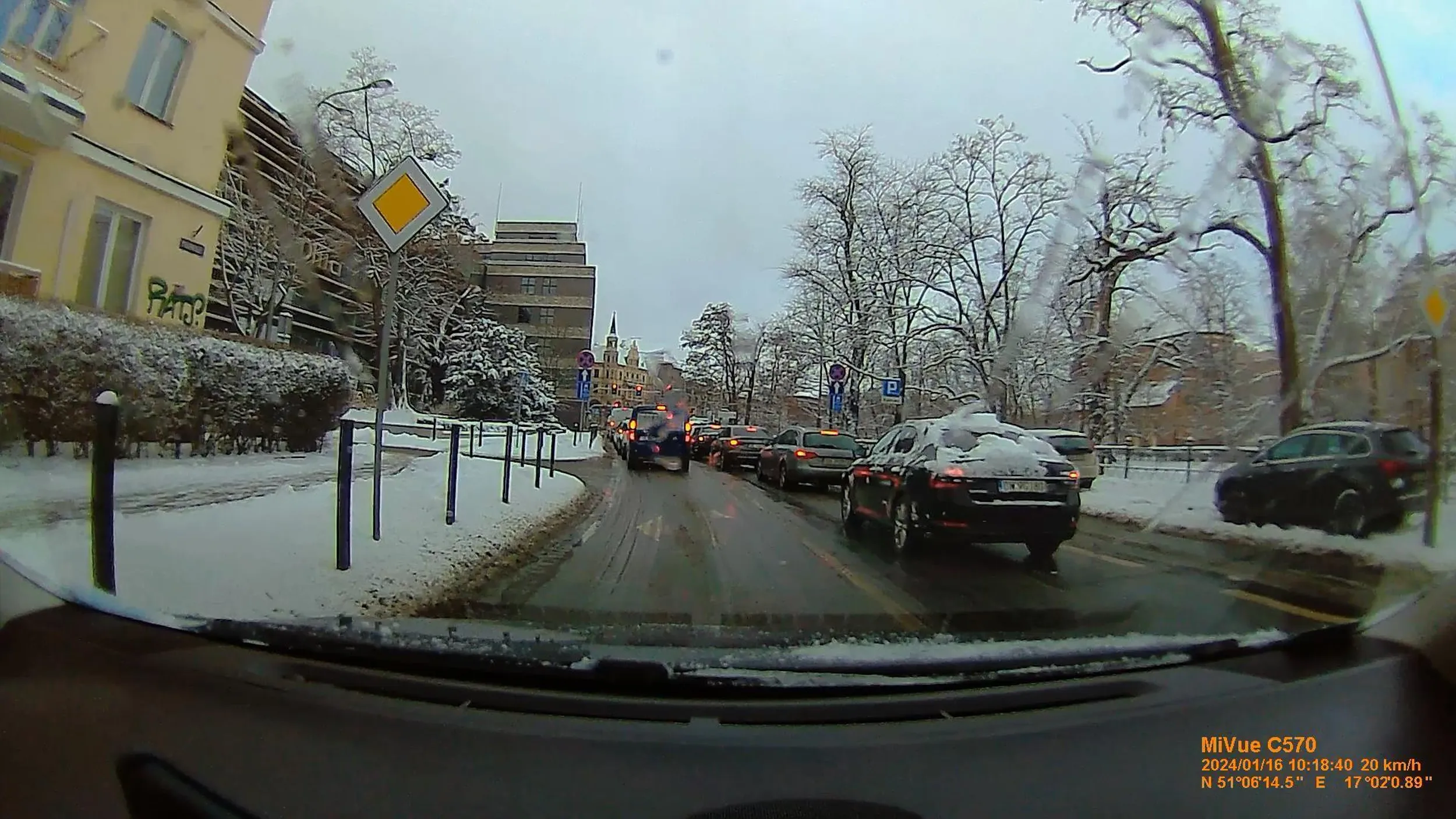 Śnieżny koczkodan.