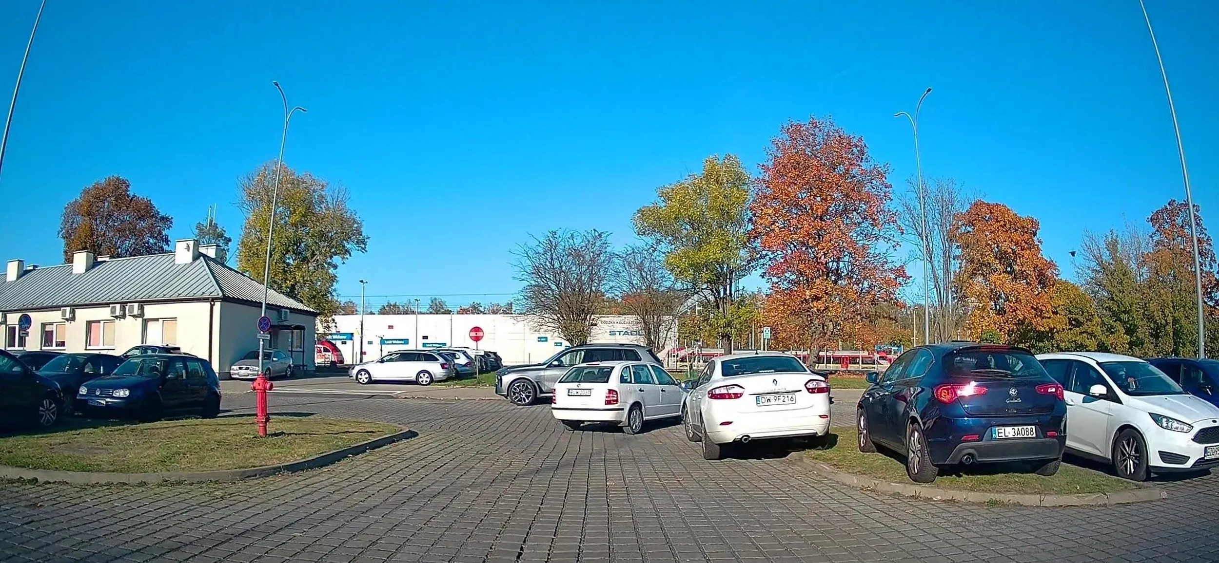 swieta krowa na wypasie