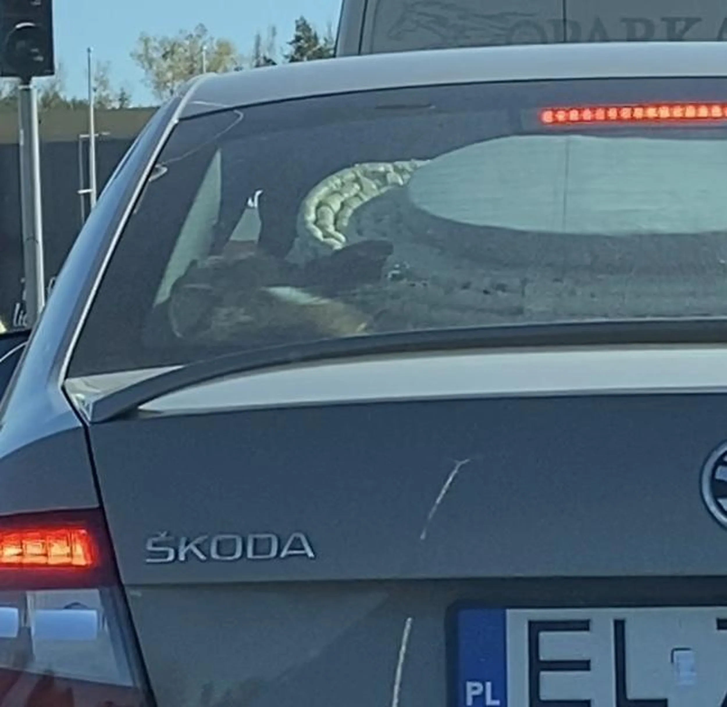 Pan ze skody wiózł psa w bagażniku. Nie byłoby nic w tym złego gdyby nie to, że pies był przyciśnięty jakimiś rzeczami i nie miał miejsca żeby nawet odwrócić sobie pyszczka. Życzę, aby kierujący był tak kiedyś przewożony :))