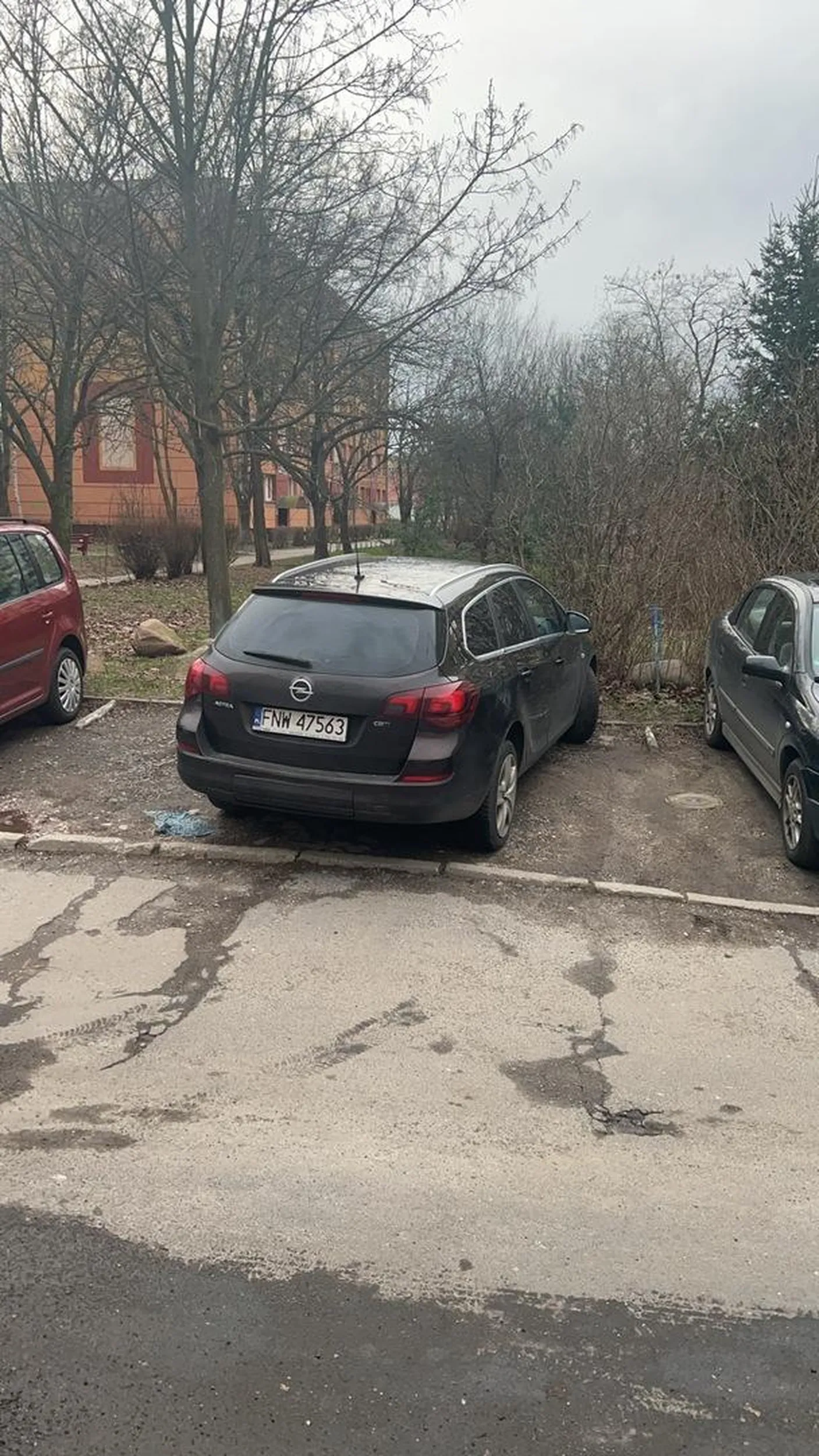 Święta krowa, następnym razem skończy z paskiem na boku