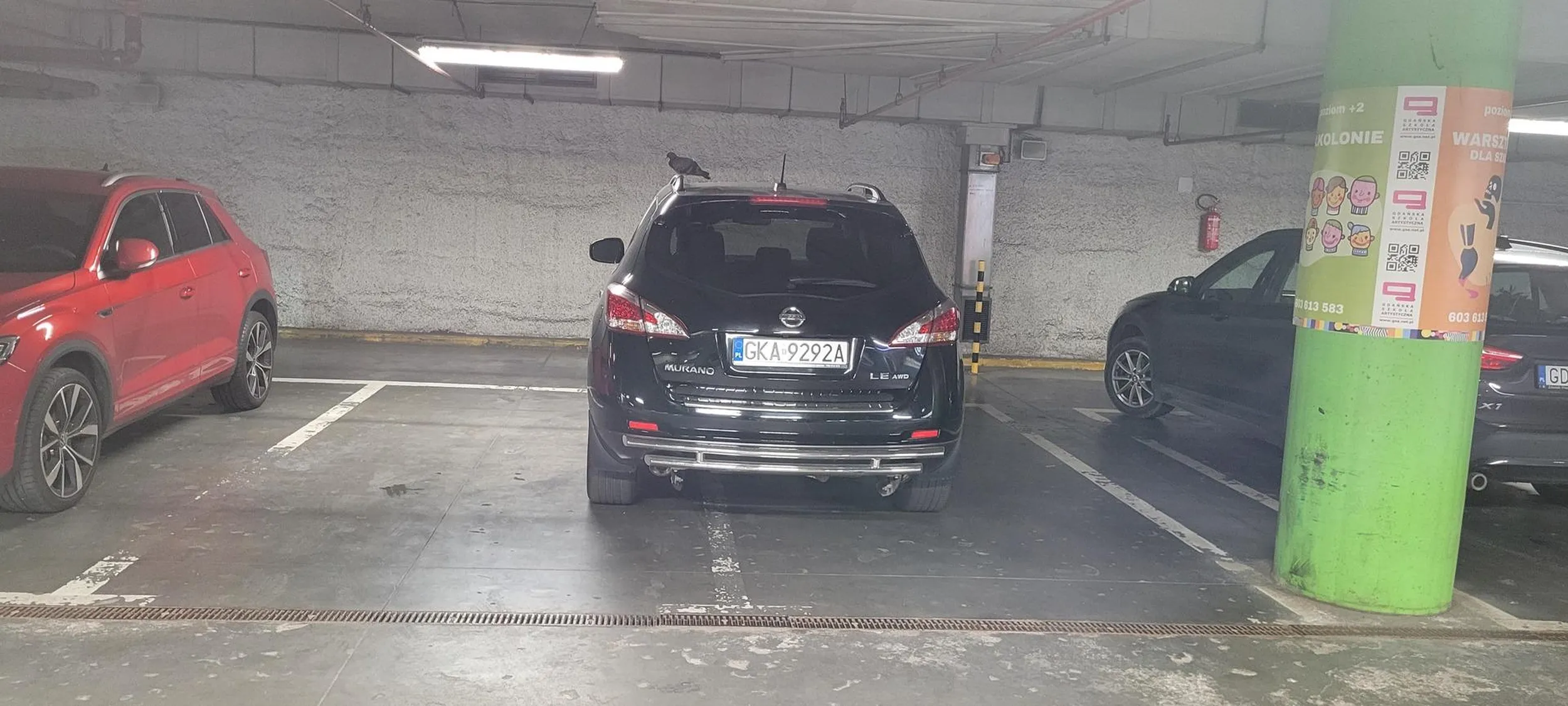 Kierowca/kierownica nie uczył/a się w przedszkolu jak nie wyjeżdżać za linie. Na szczęście gołąb wymierza sprawiedliwość.