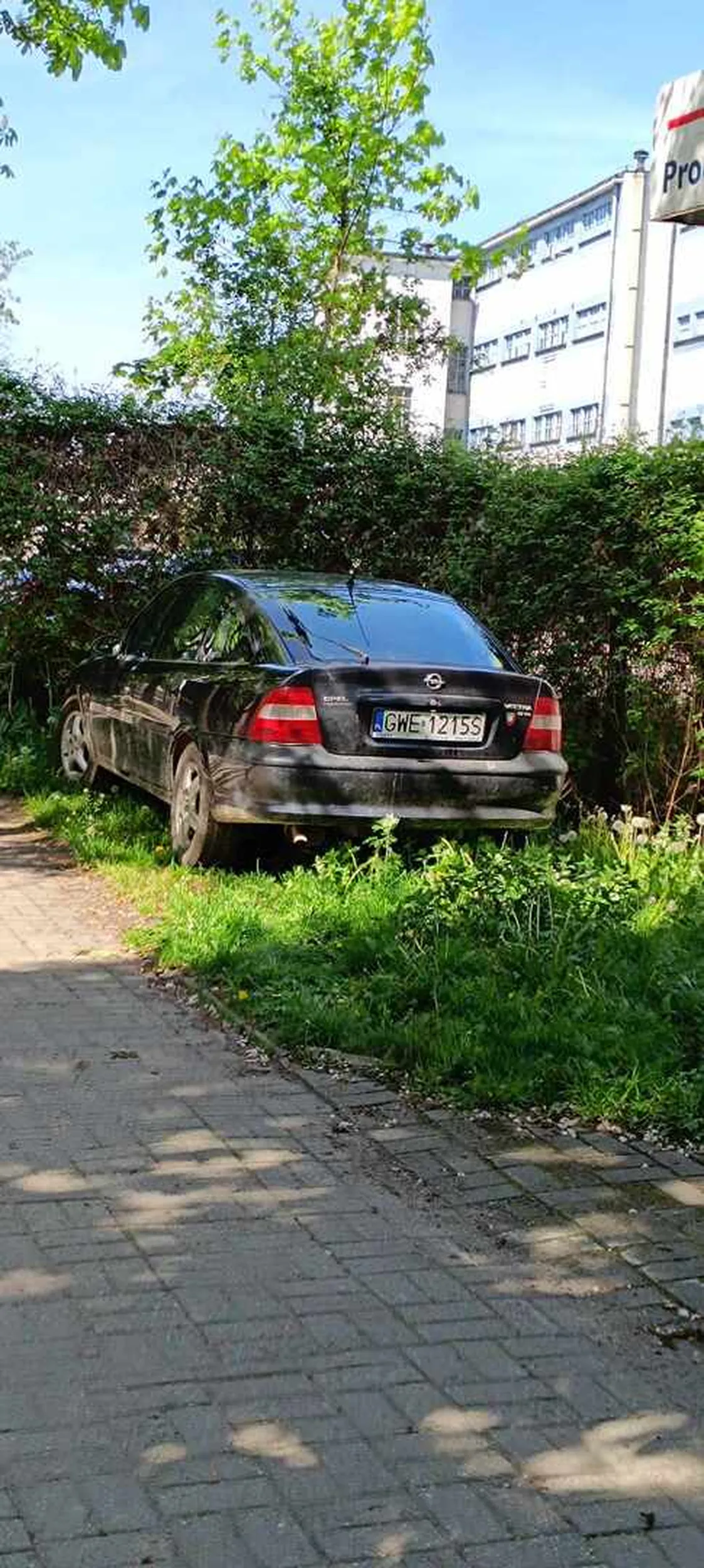 Król parkowania, nie można na chodniku to można na trawniku