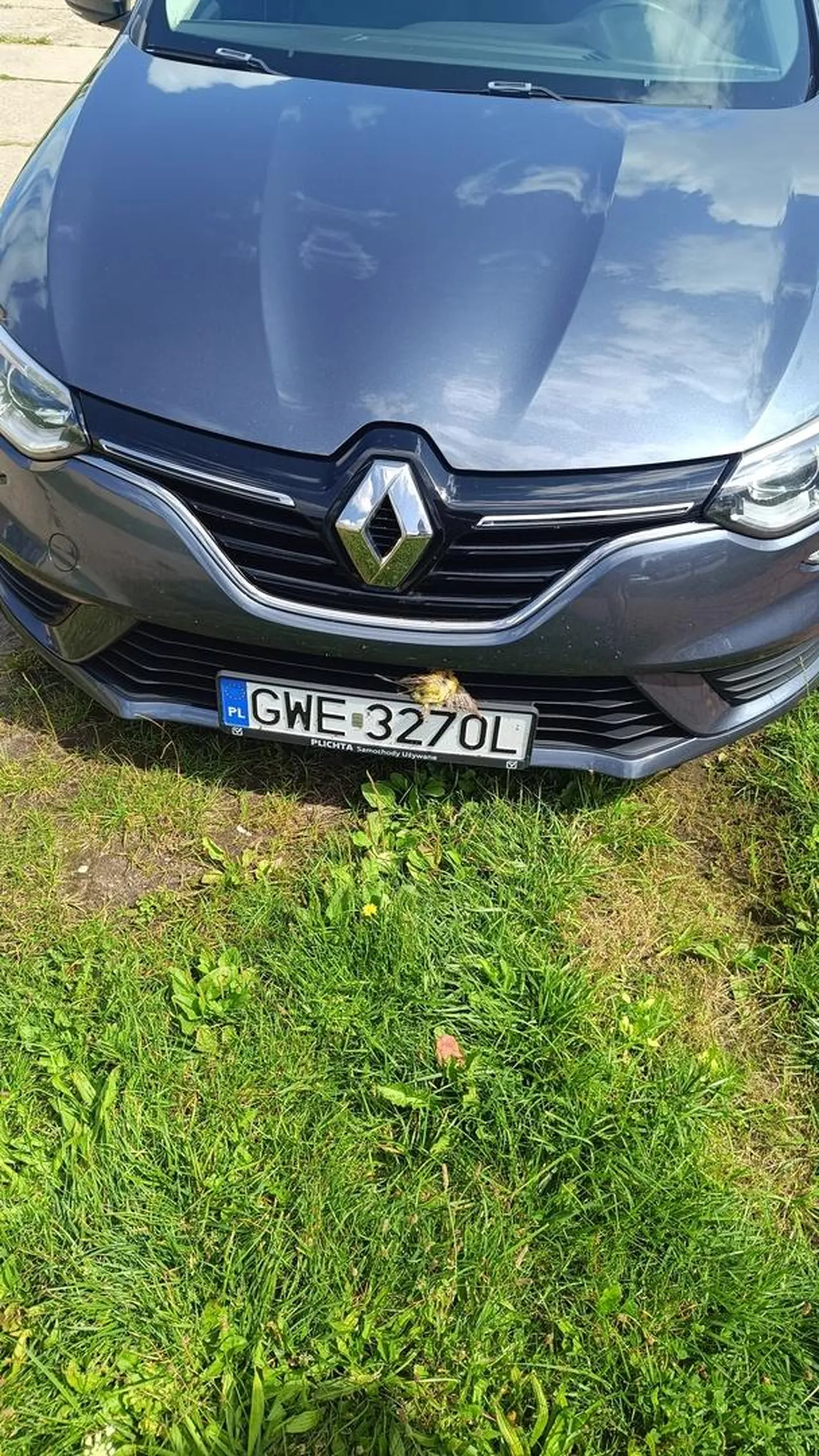 Ten kierowca to morderca, chyba nawyk pracy z McDonalds zabija ptaki na nuggetsy