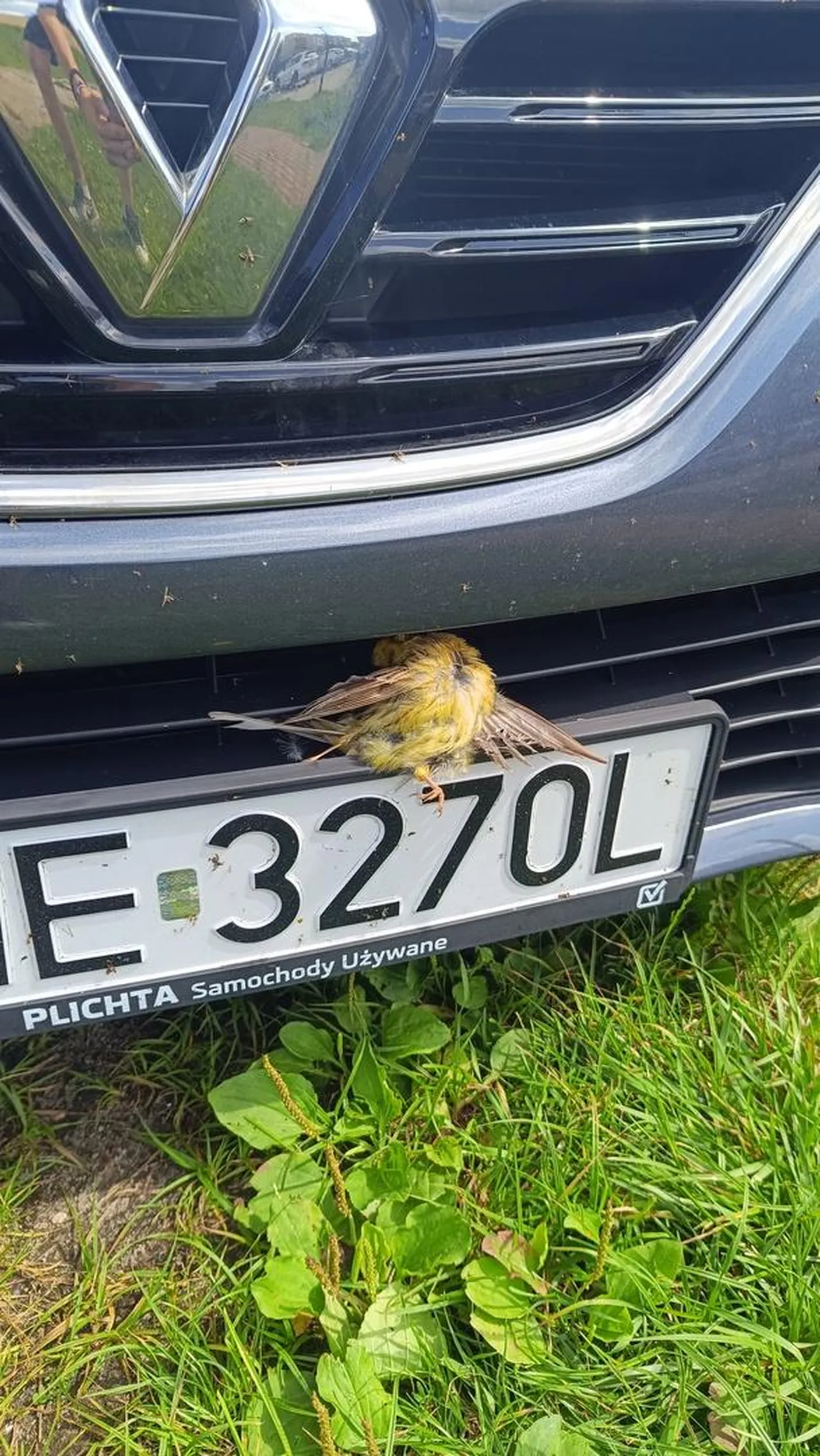 Ten kierowca to morderca, chyba nawyk pracy z McDonalds zabija ptaki na nuggetsy