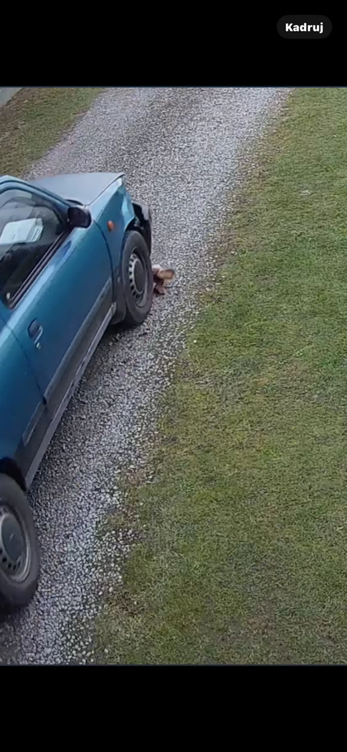 Panie kierowco :)) Szacunku do zwierząt to się nie ma ? Zero odzewu i zero reakcji ,a chyba czułeś że przejechałeś po psie bo cofałes Na kolejnej wizycie proszę nie podjeżdżać pod dom :)