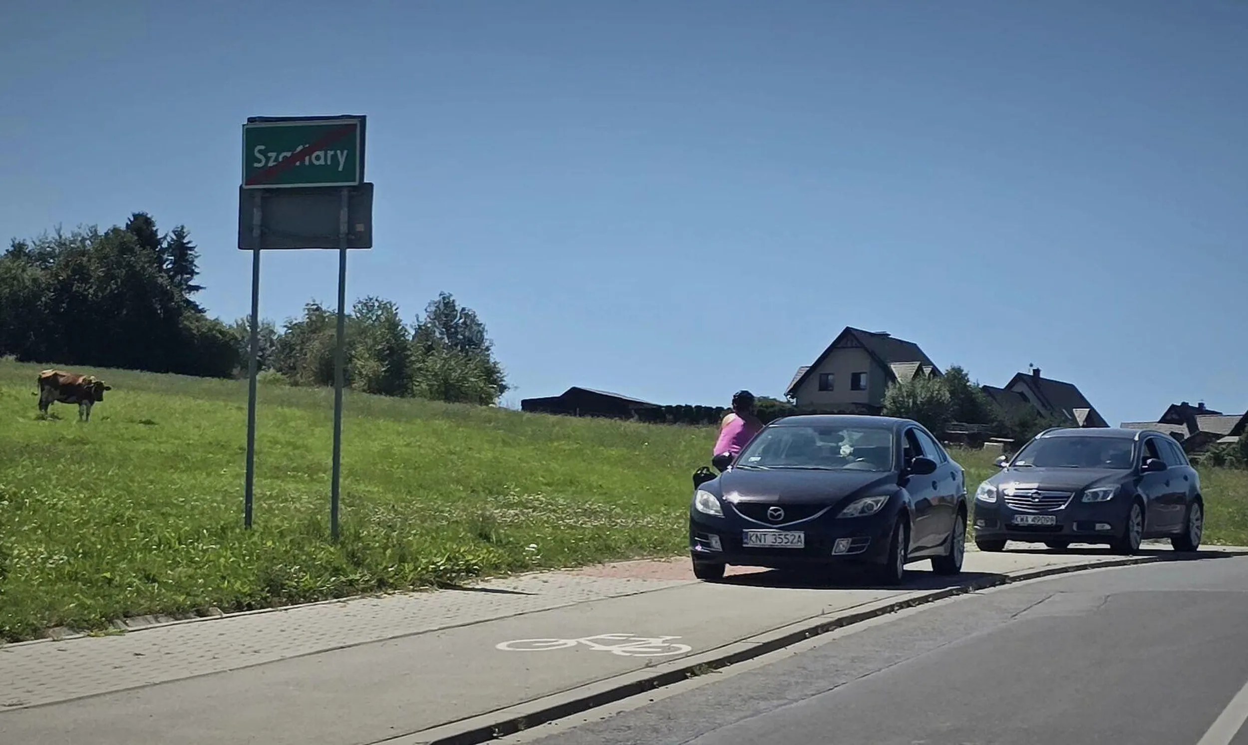 Nawet krowa patrzy z pogardą na to "parkowanie"