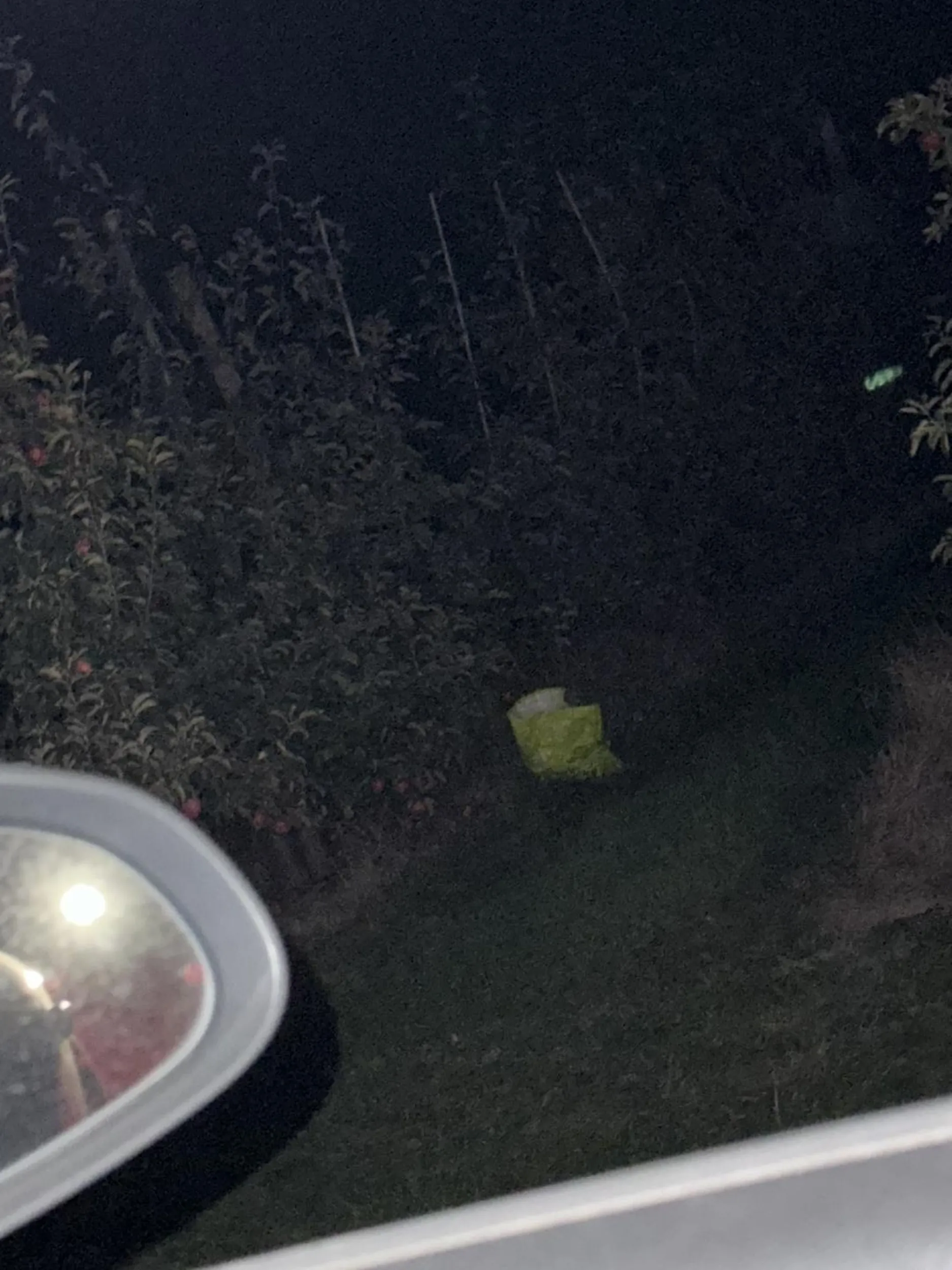 Złodzieju!! Mam nadzieję, że dostaniesz sr*ki od moich jabłek!!