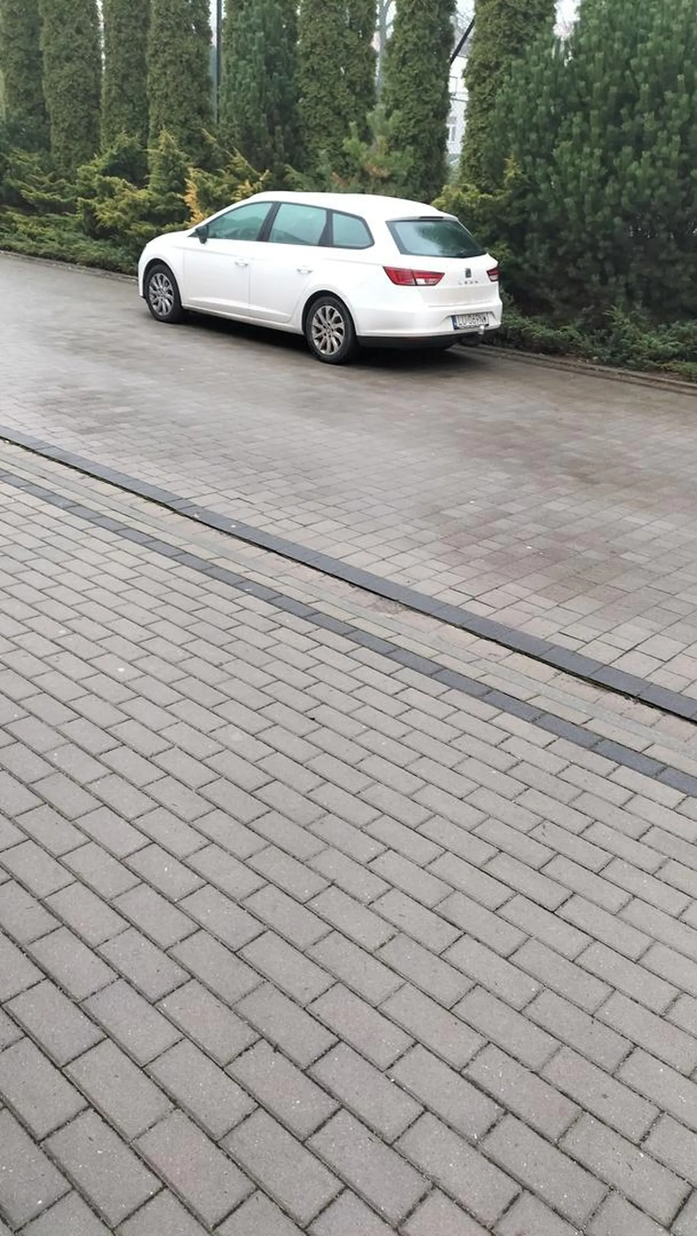 Mosiek w krzakach zaparkował