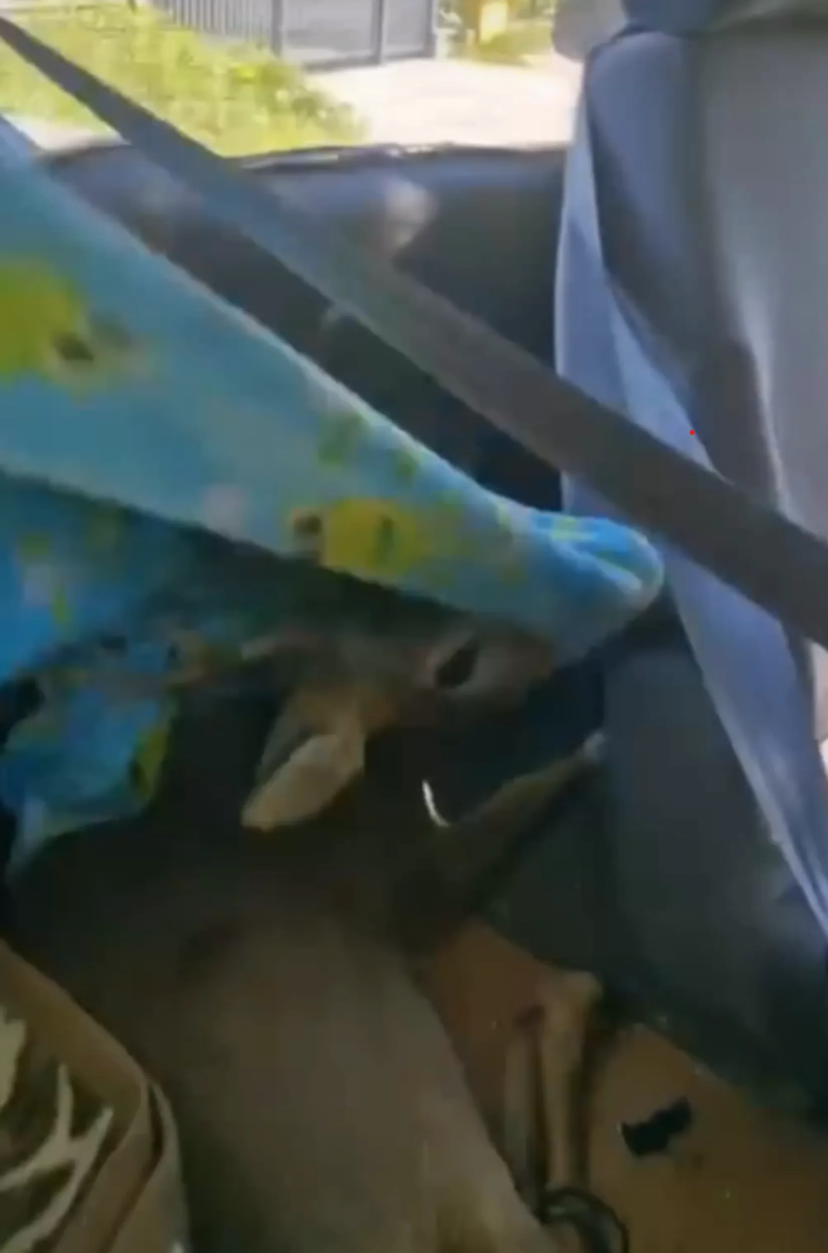 Jak można przestraszonego żywego jelenia wieść oraz trzymać na parkungu samotnego w aucie jeszcze przykrytego kocami