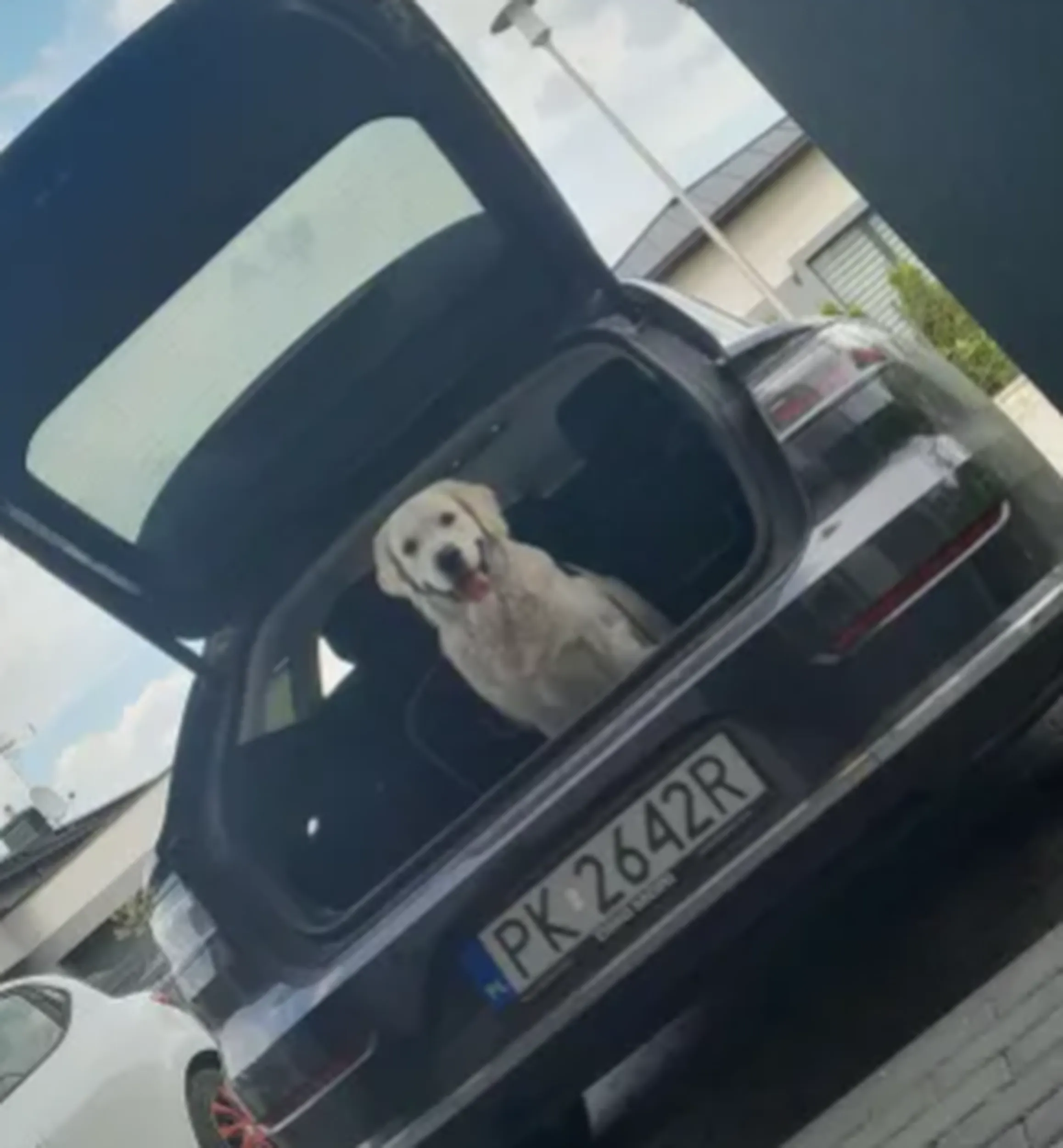 pojeb wozi psa w bagaju!!!!!