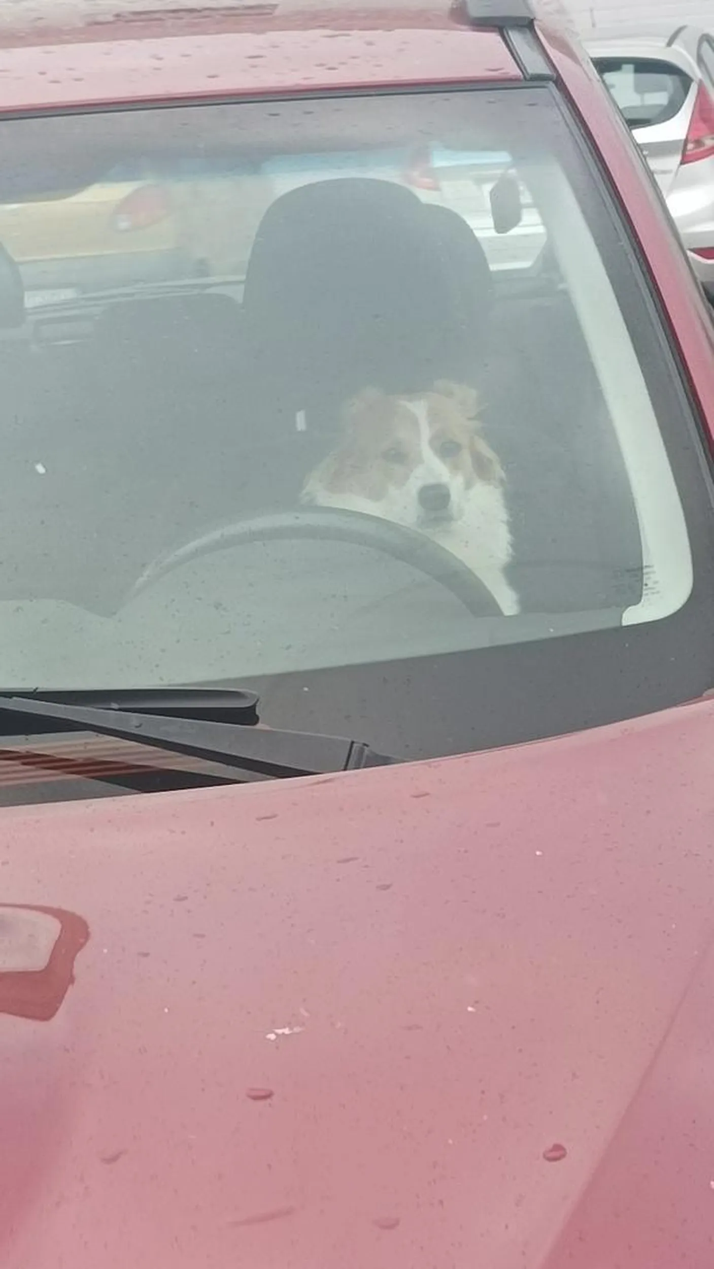 Uwaga!!! Pies za kierownicą